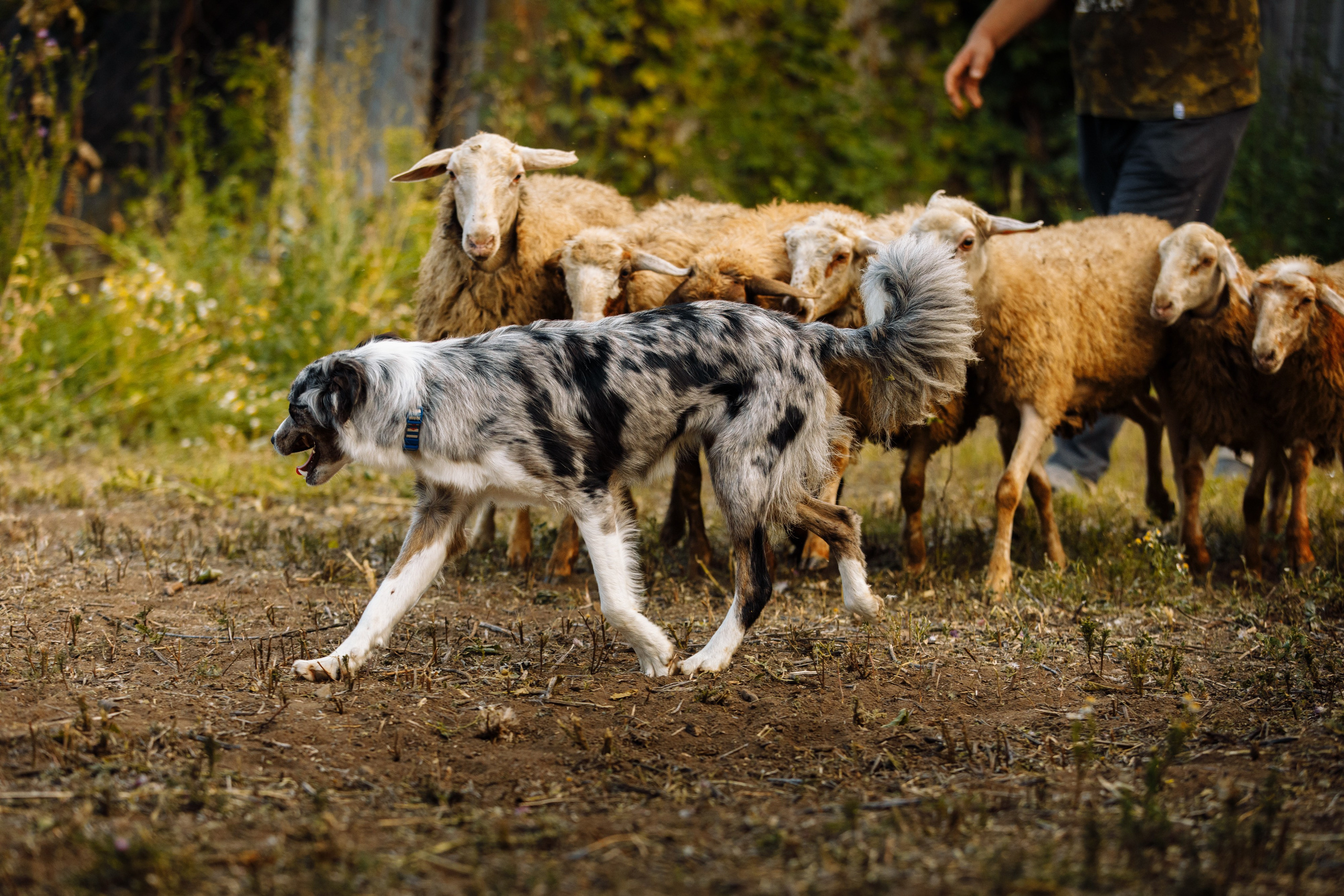 Овечий день. О нас