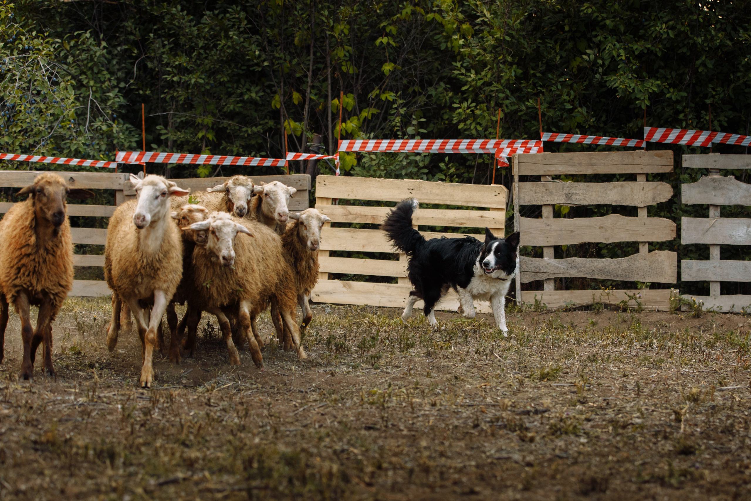 Овечий день. О нас