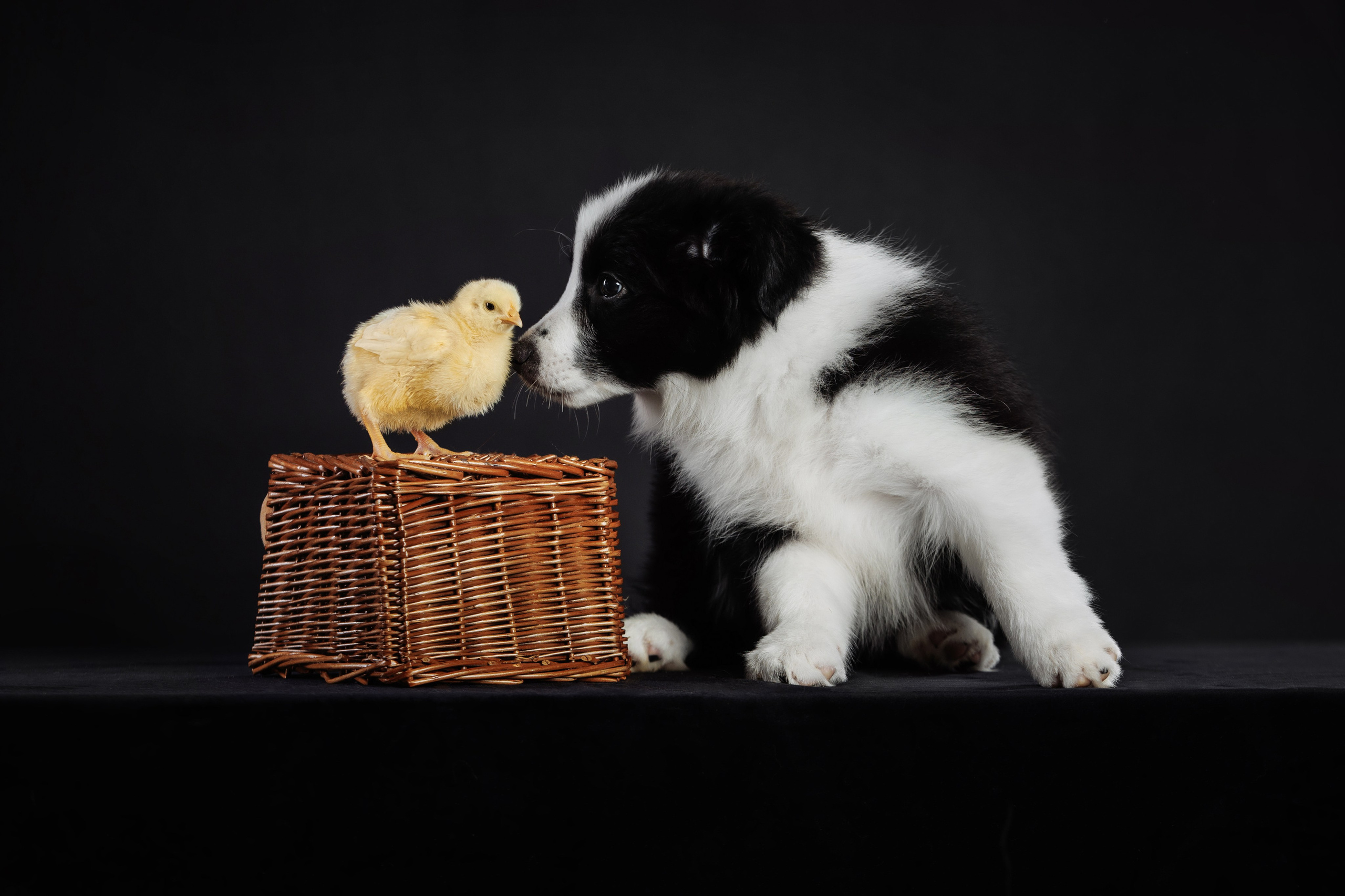 С цыпами. О нас