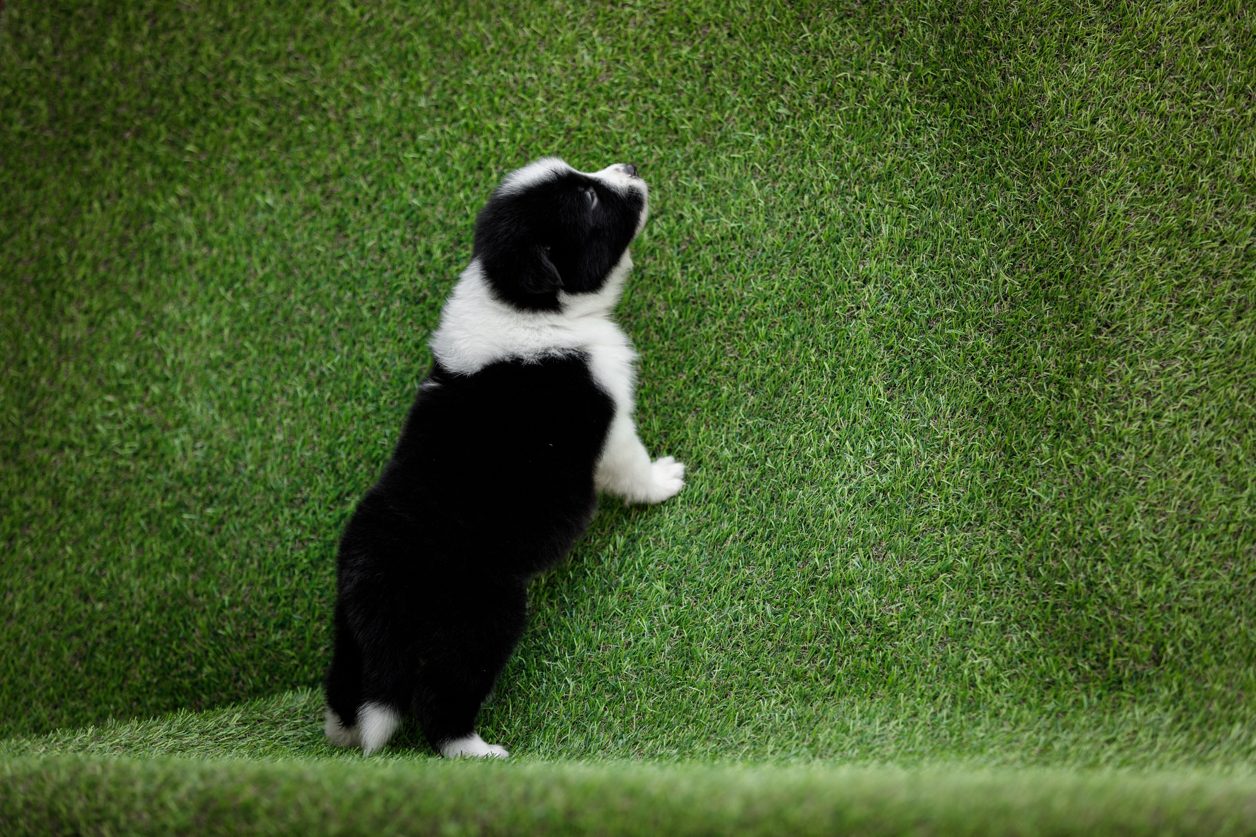 Смешарики. О нас