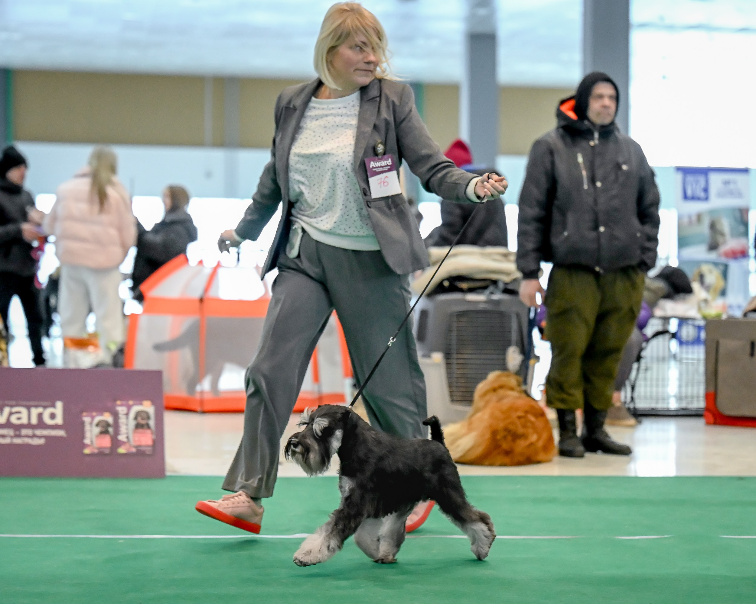 Цафир/ Delinso Balance Сzafir Lumier. Питомник цвергшнауцеров в Беларуси «Делинсо Бэлэнс»