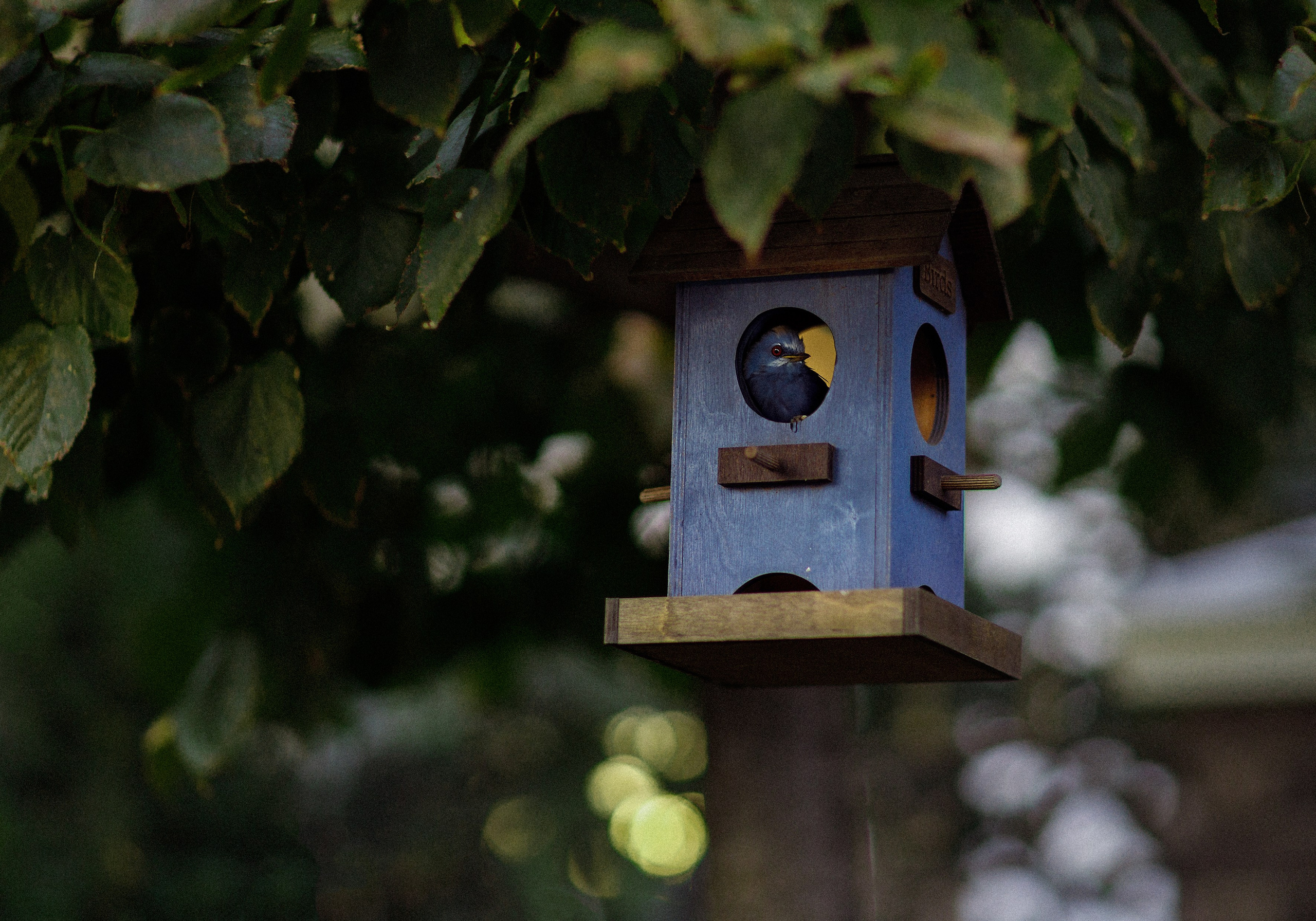 Проект «366»|2024|Фото каждый день. LENA GRACE photographer ||ЛЕНА ГРЭЙС фотограф