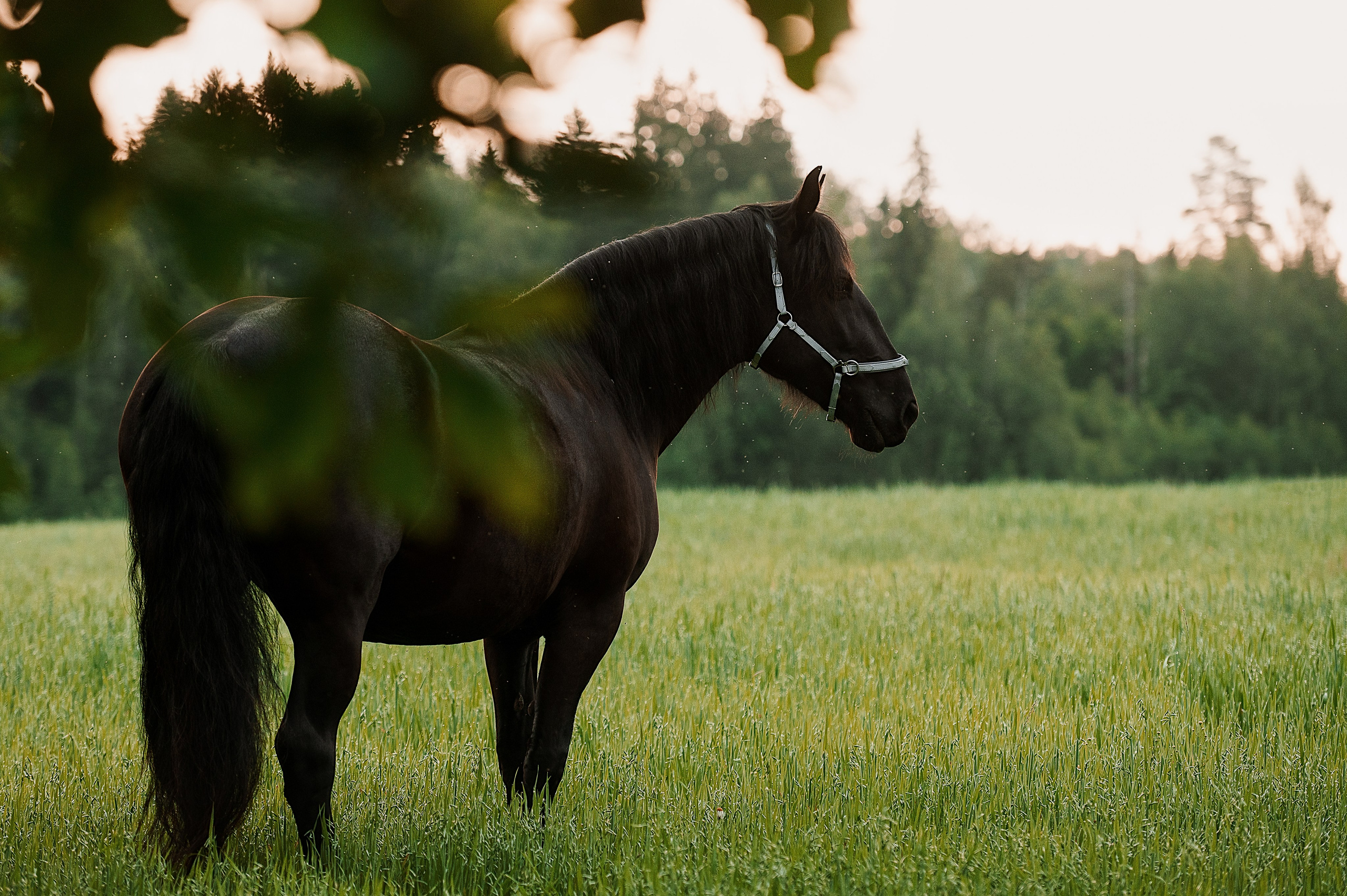 Мара. Фотограф-анималист