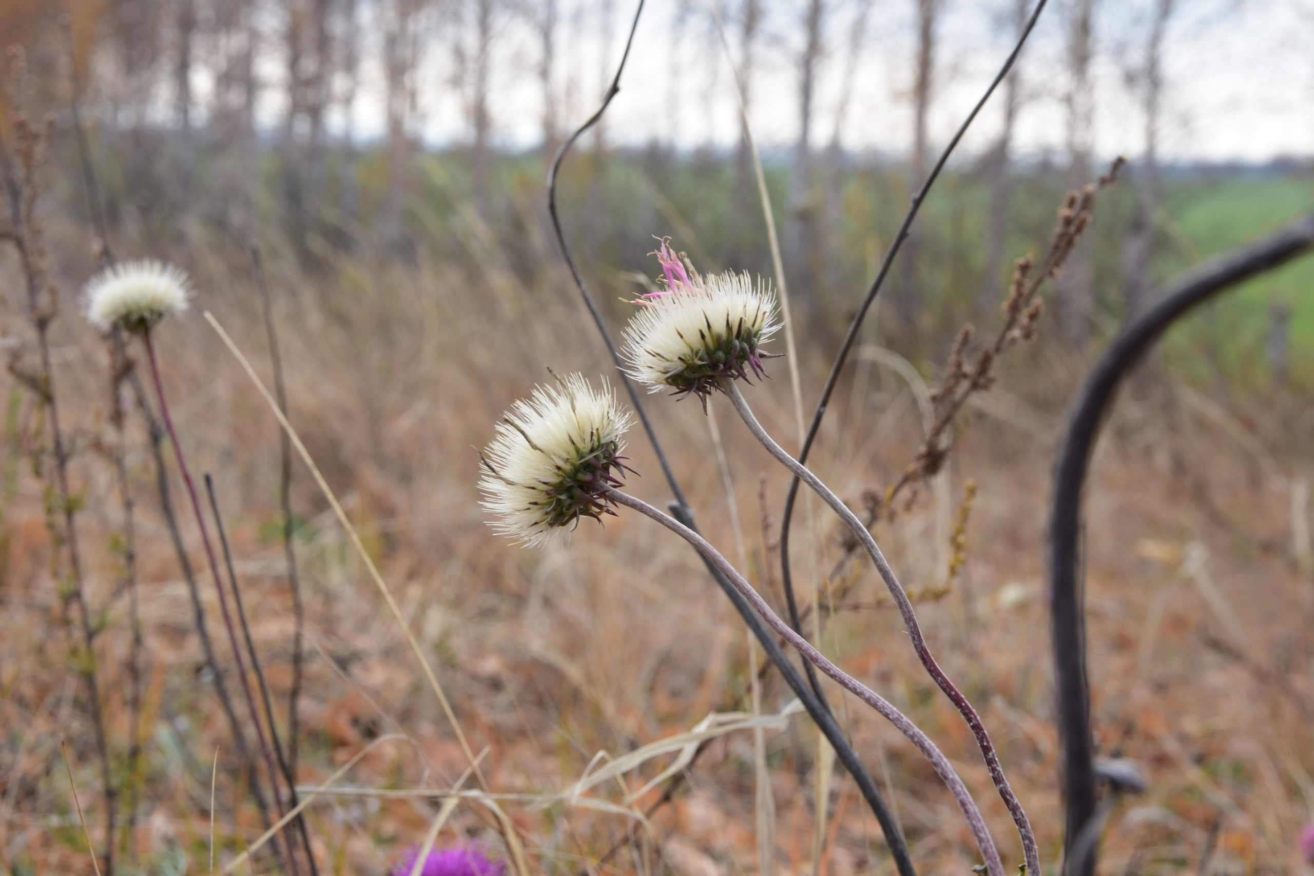 Все что тронуло, миниатюры. Созерцатель. фотографирую что тронуло и впечатлило. самарская область