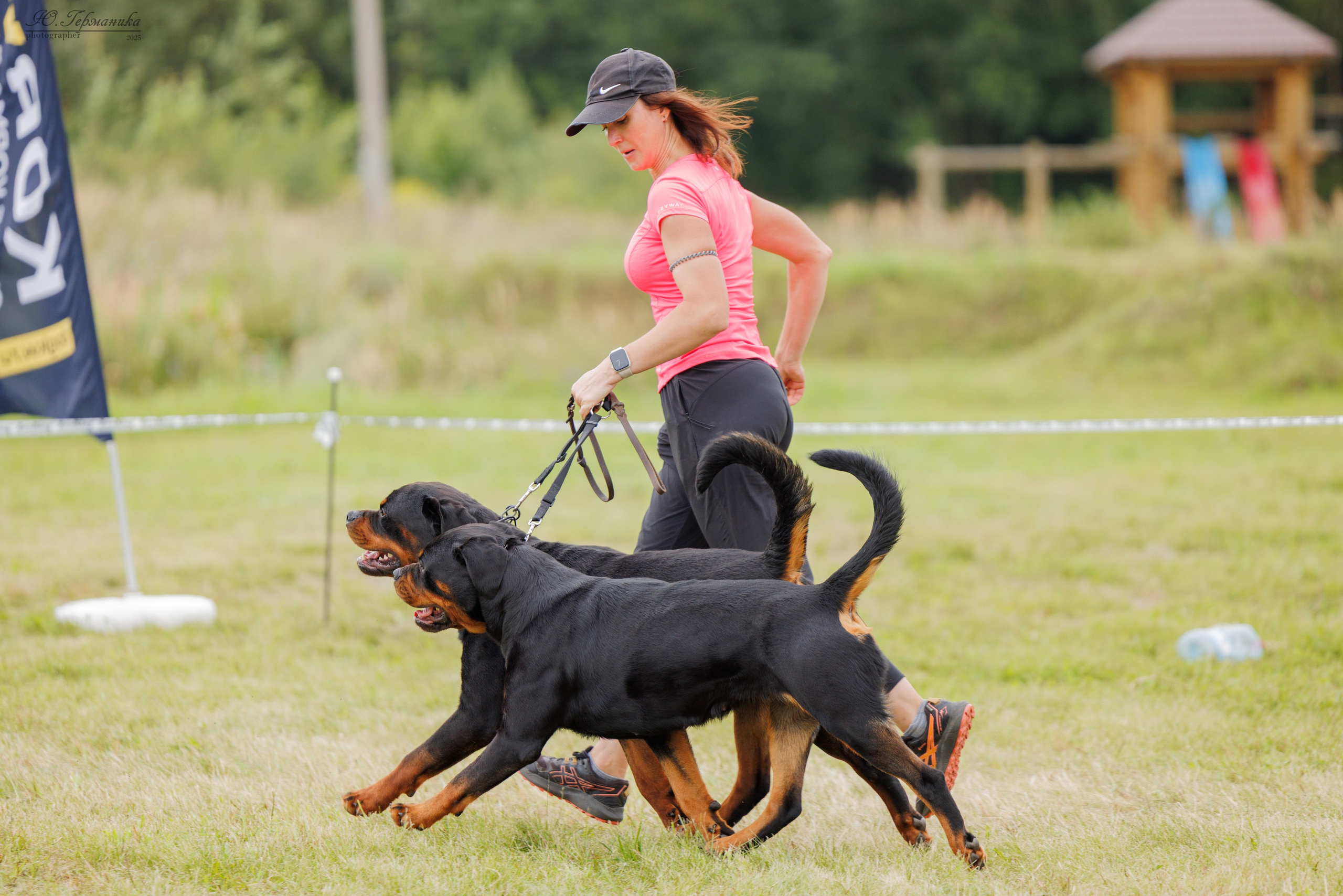 Рязань 2хмоно ротвейлеры 16-17.08.2025. Фотограф-анималист Юлия Германика