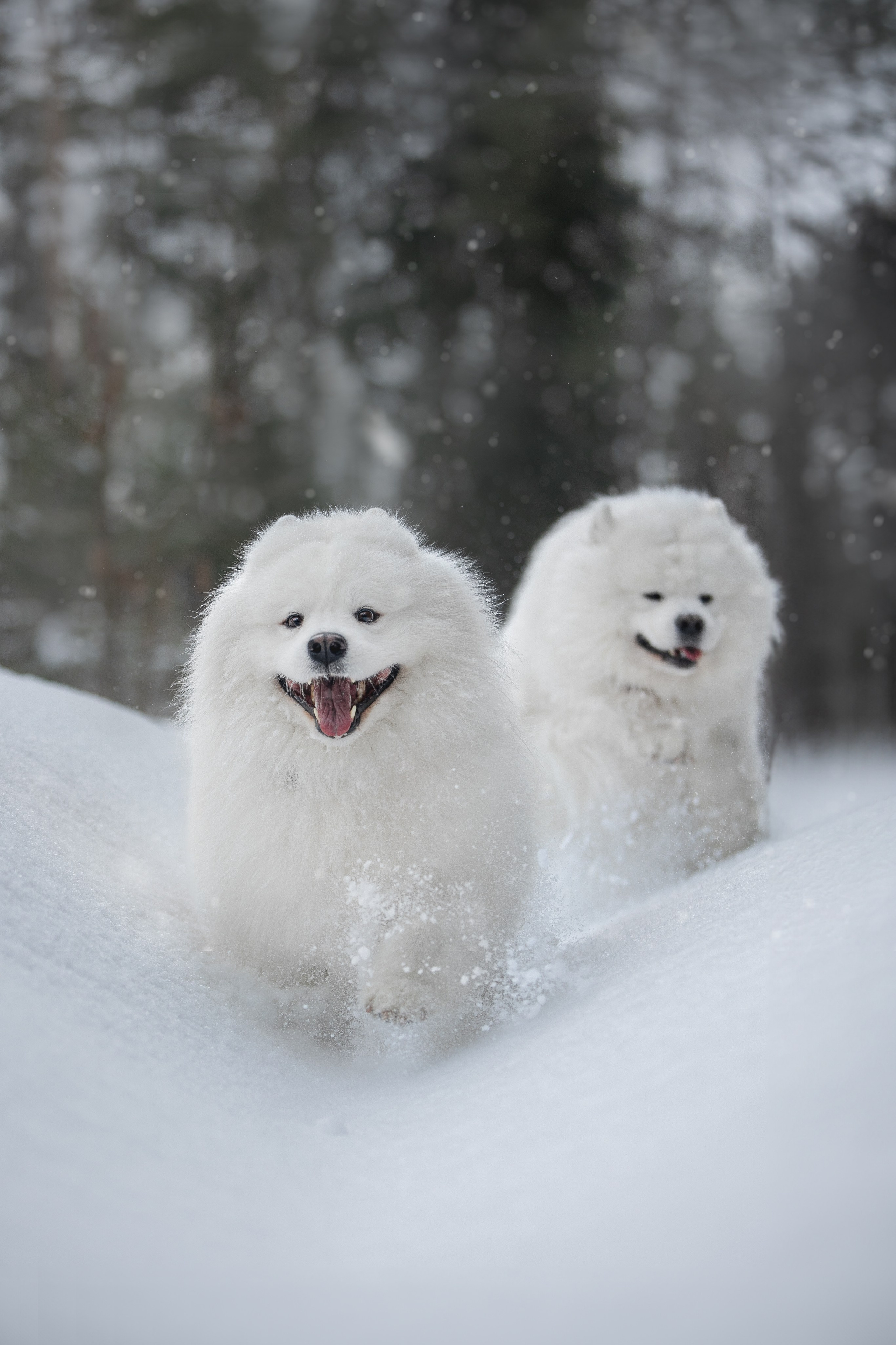 Самоедские мальчишки. Фотограф анималист в Москве Майорова Евгения