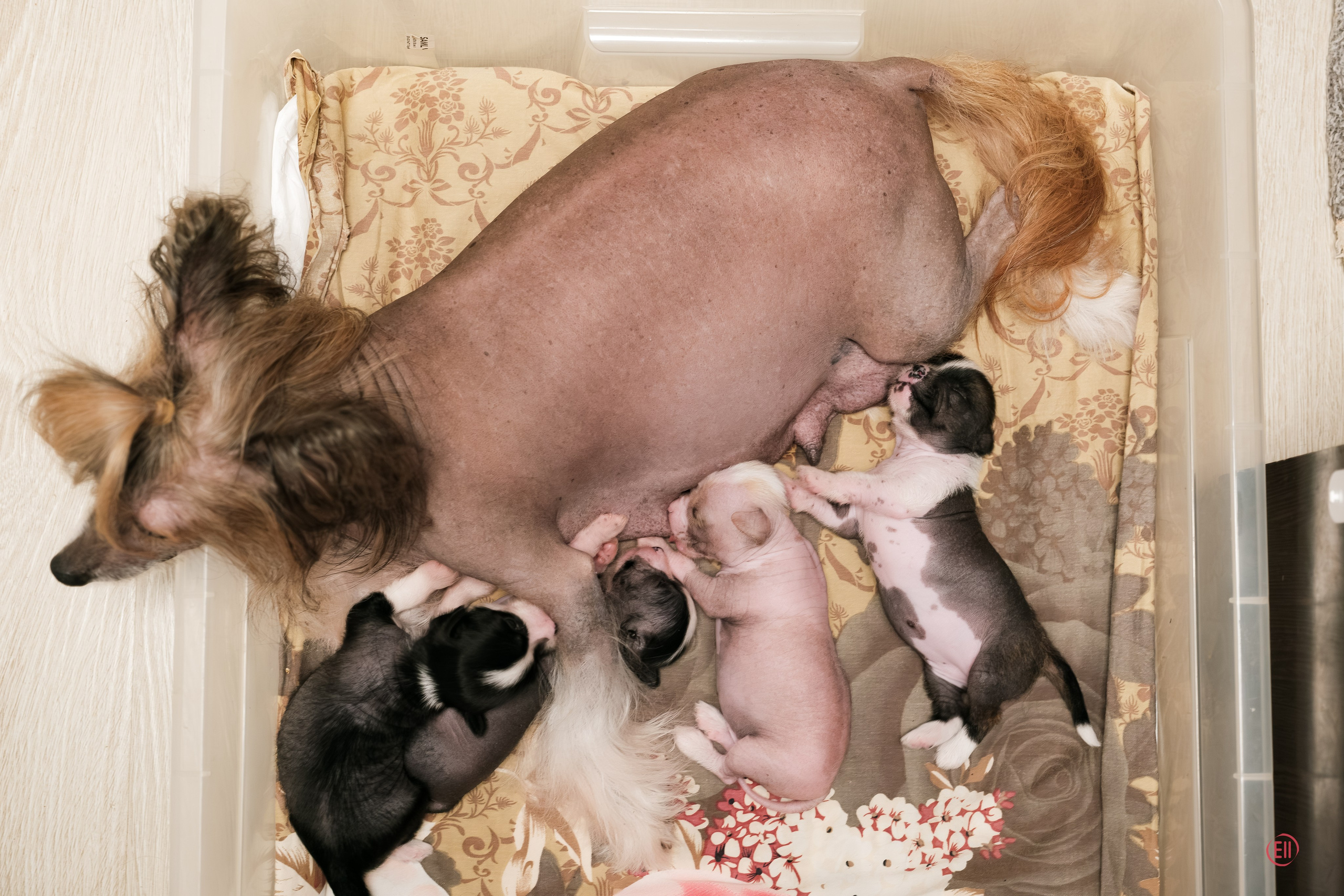 Poale Ell Deniz. Poale Ell Chinese Crested Dog Kennel: Buy a puppy from the kennel