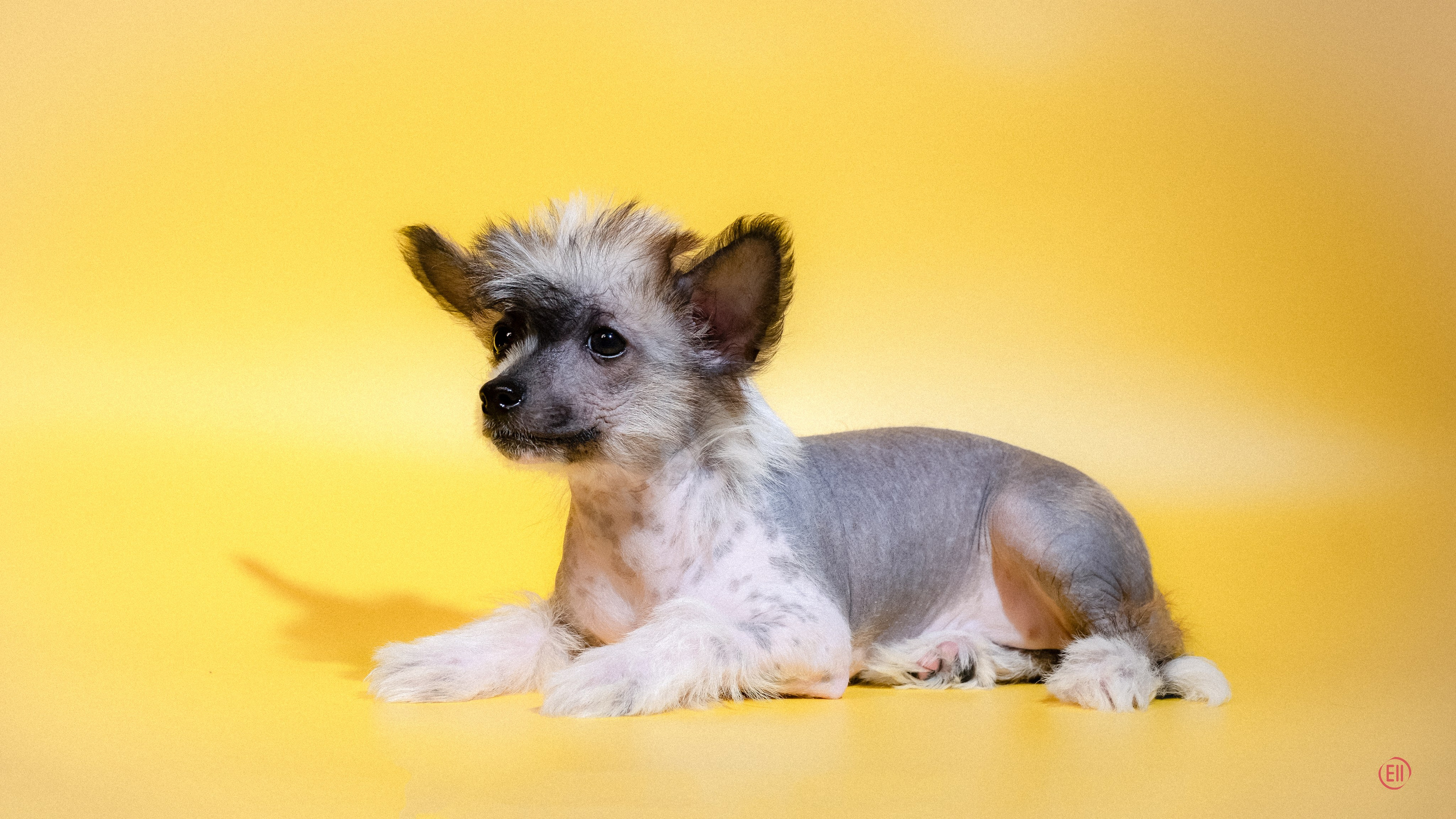 Помёт «D». Жёлтая фотосессия. Питомник китайских хохлатых собак Poale Ell: купить щенка в питомнике
