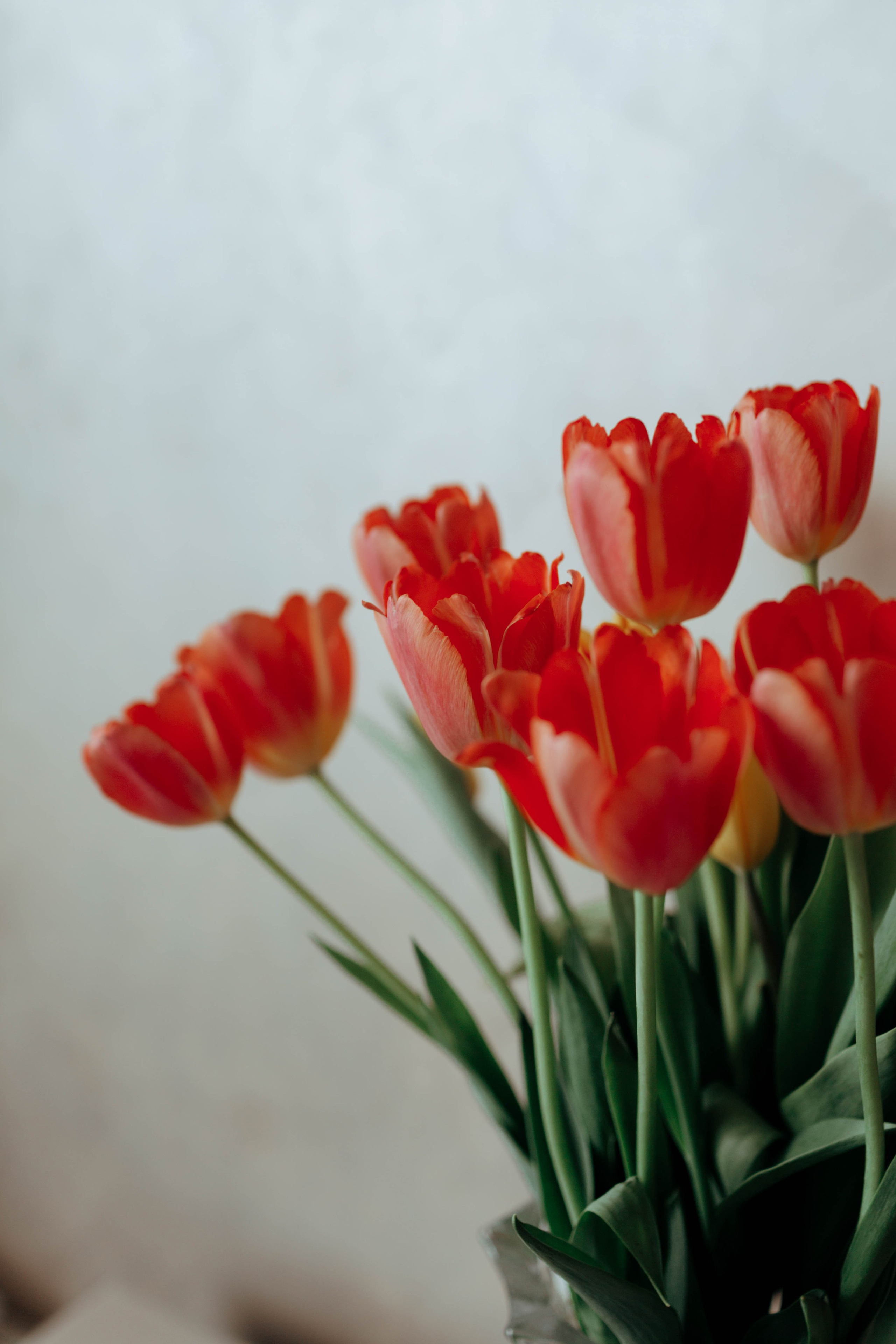 Tulips. Фотограф и видеограф Мария Банщикова, Солнечногорск, Москва