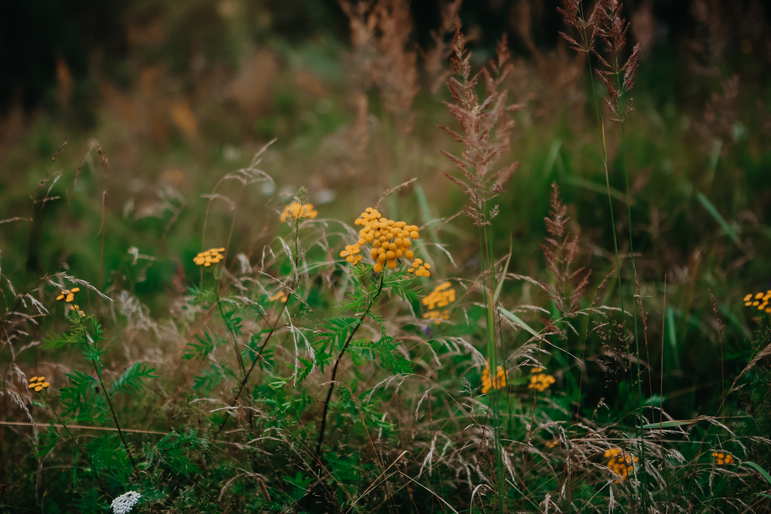 Сладкий август. Фотограф на Новой риге и в Москве Елена Елис