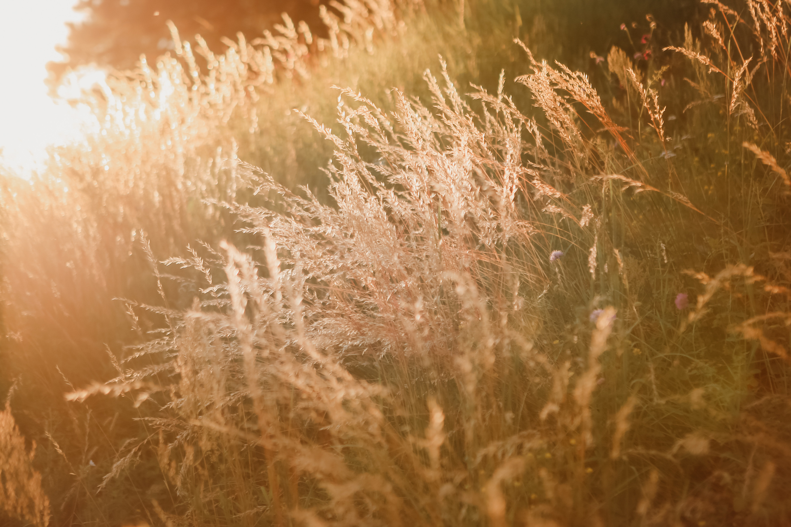 Лето, счастье, Натали. Фотограф на Новой риге и в Москве Елена Елис