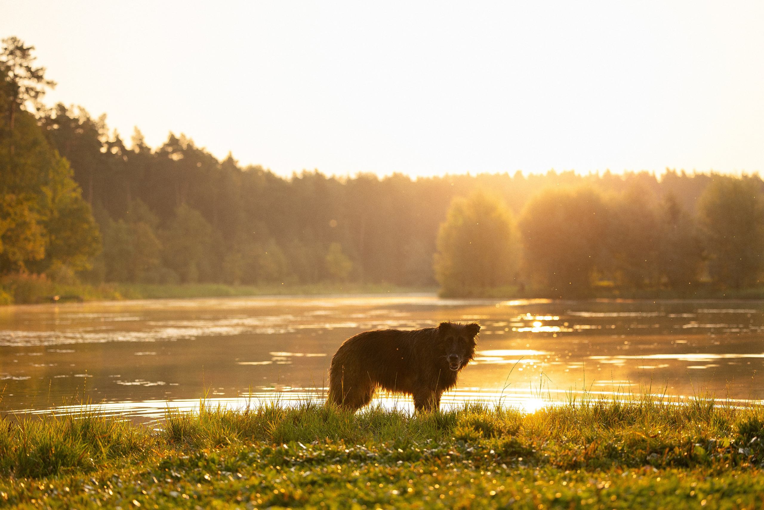 Алена, Матвей, Фанни и Фрея. Фотограф и видеограф анималист Аганина Дарья