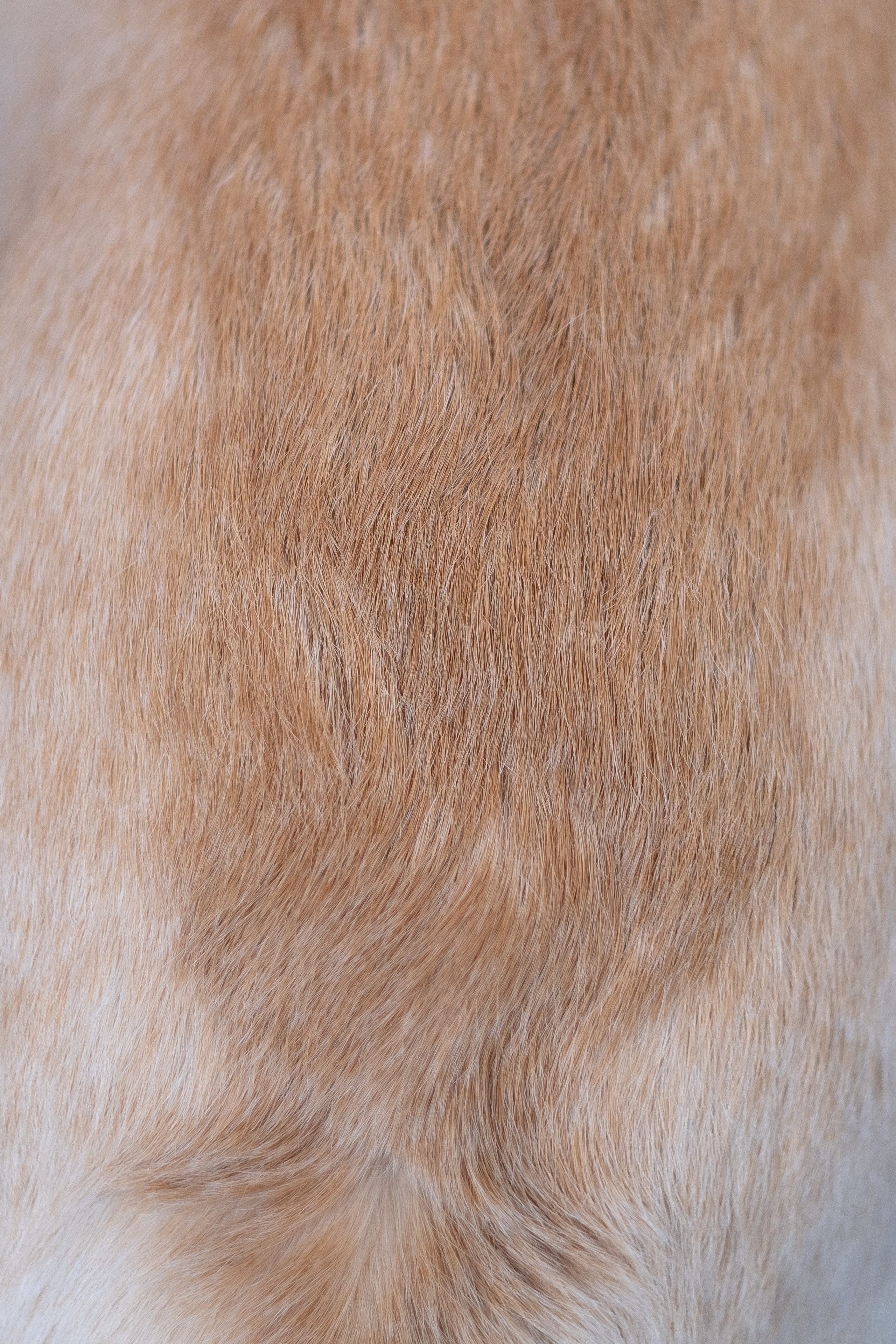 Света и Лето. Фотограф и видеограф анималист Аганина Дарья