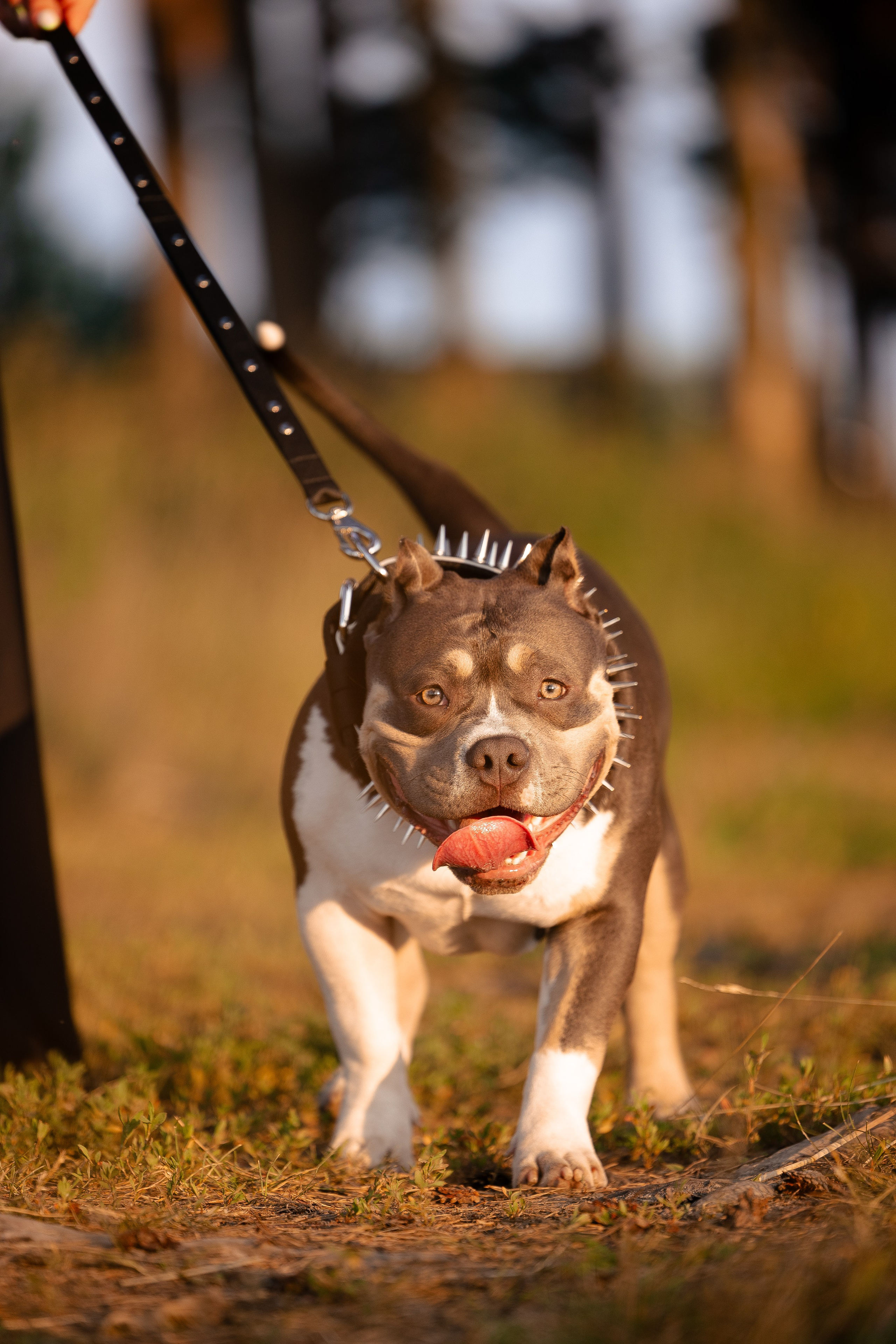 Валерия и Наган. Фотограф и видеограф анималист Аганина Дарья