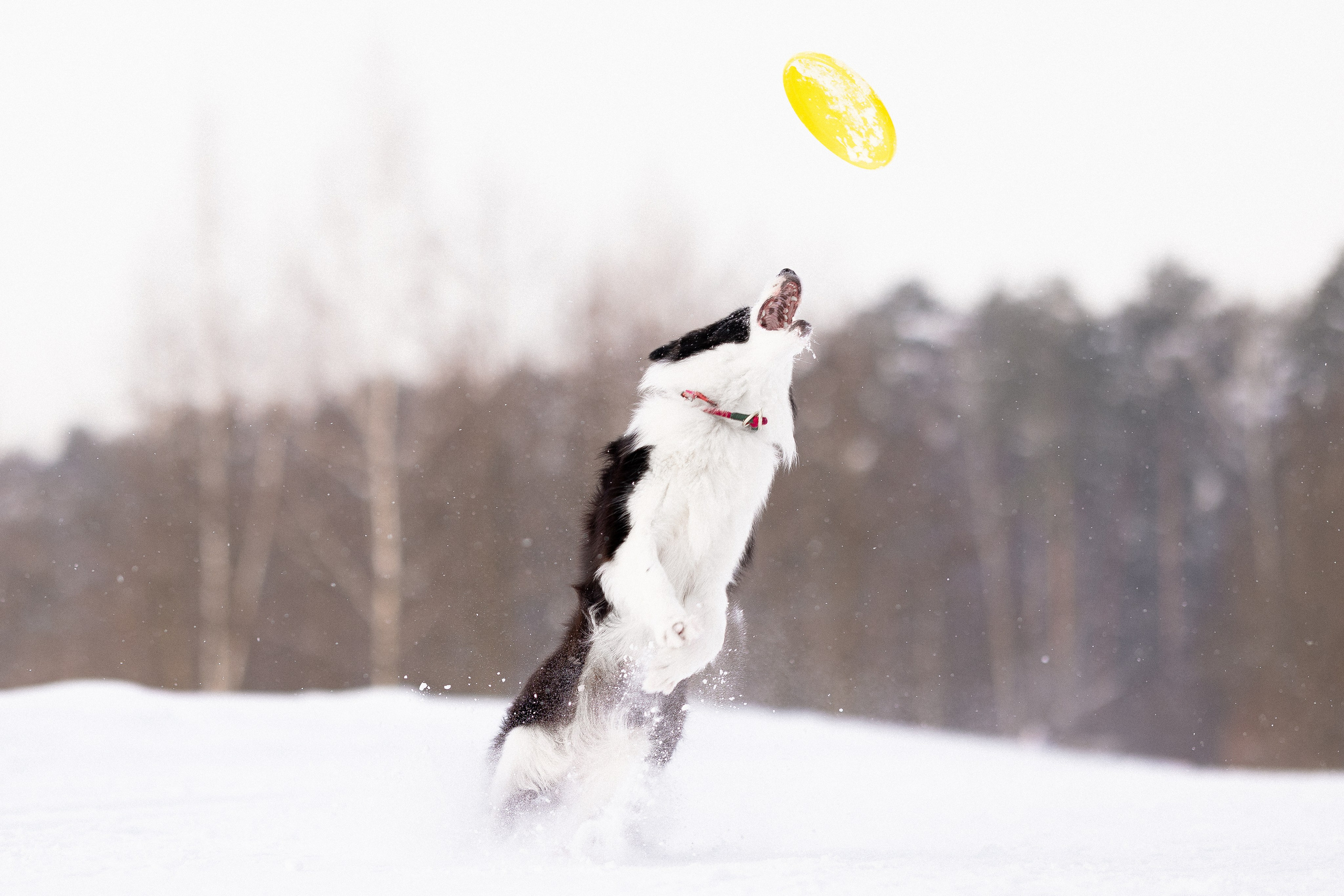 Лилия, Алексей и Ариана. Фотограф и видеограф анималист Аганина Дарья