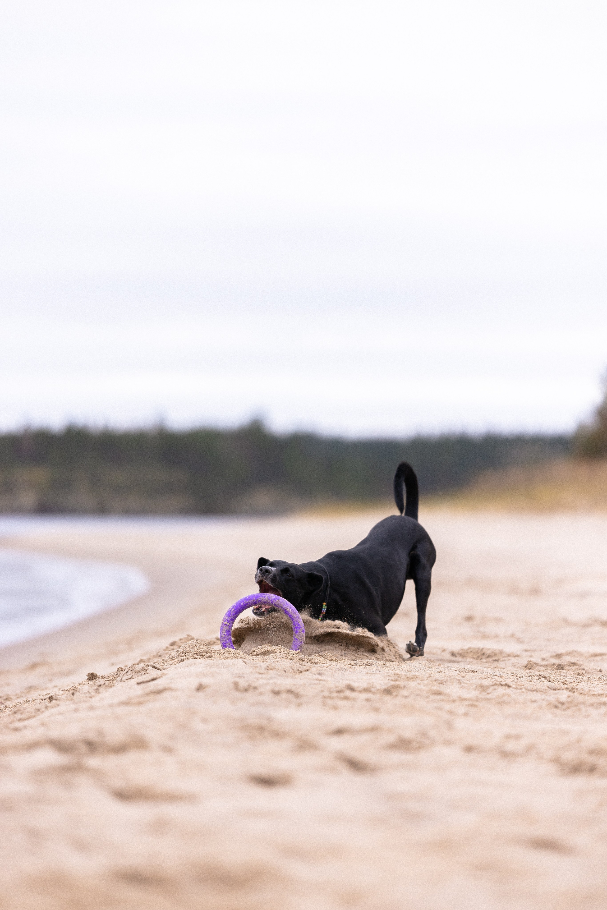 Karelia. Фотограф и видеограф анималист Аганина Дарья