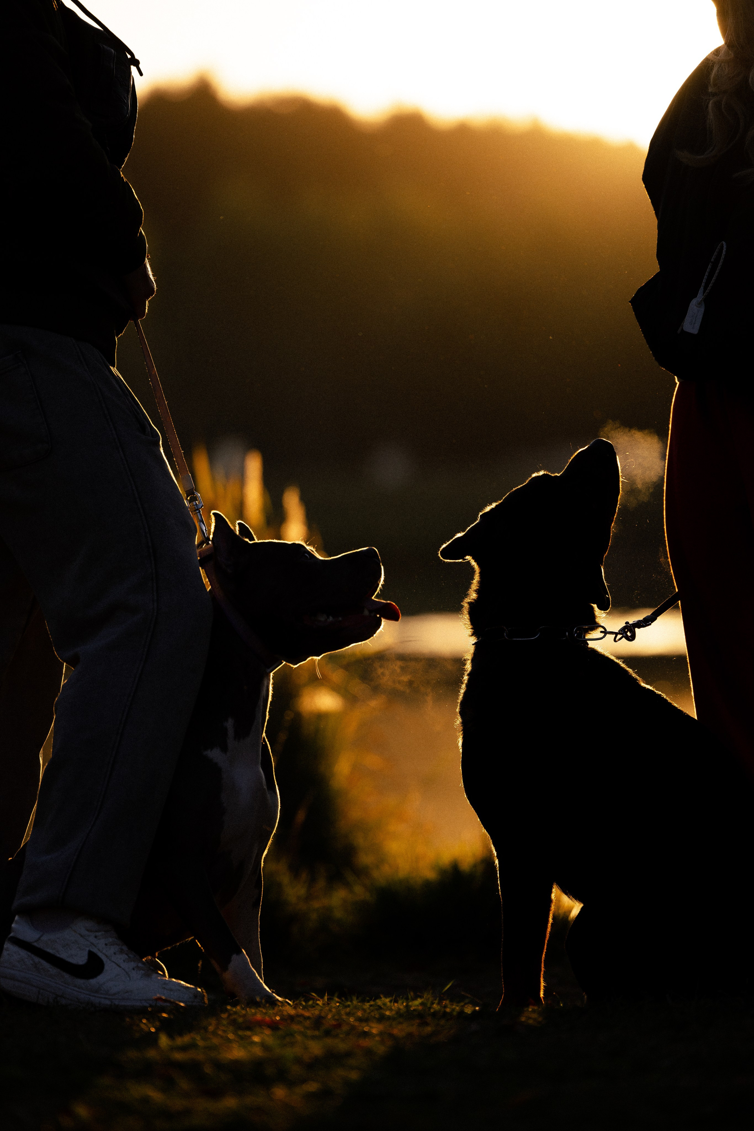 Катя, Леша, Лея и Трой. Фотограф и видеограф анималист Аганина Дарья
