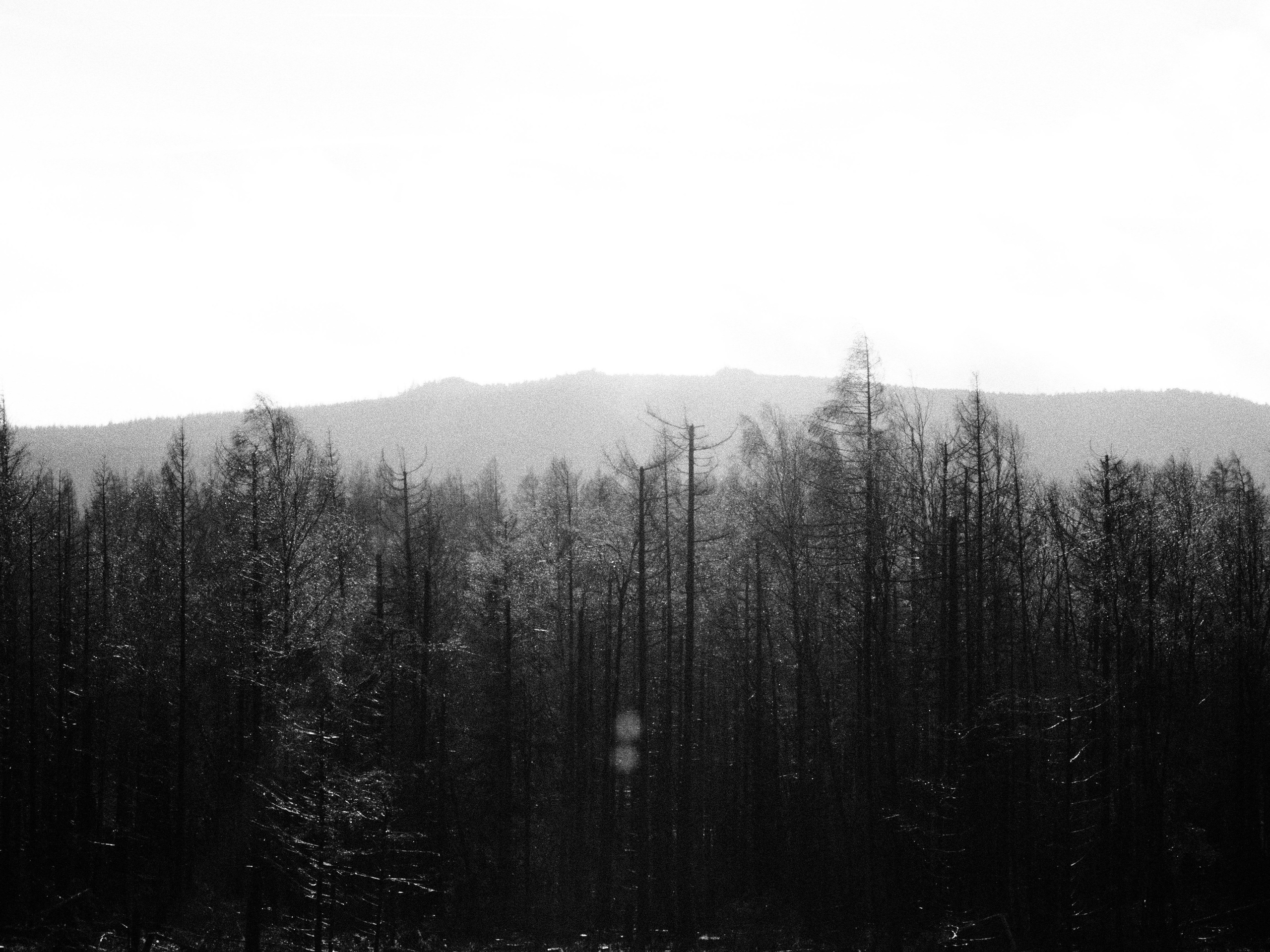 Таинственный лес. Репортажный фотограф в Берлине Александра Герман