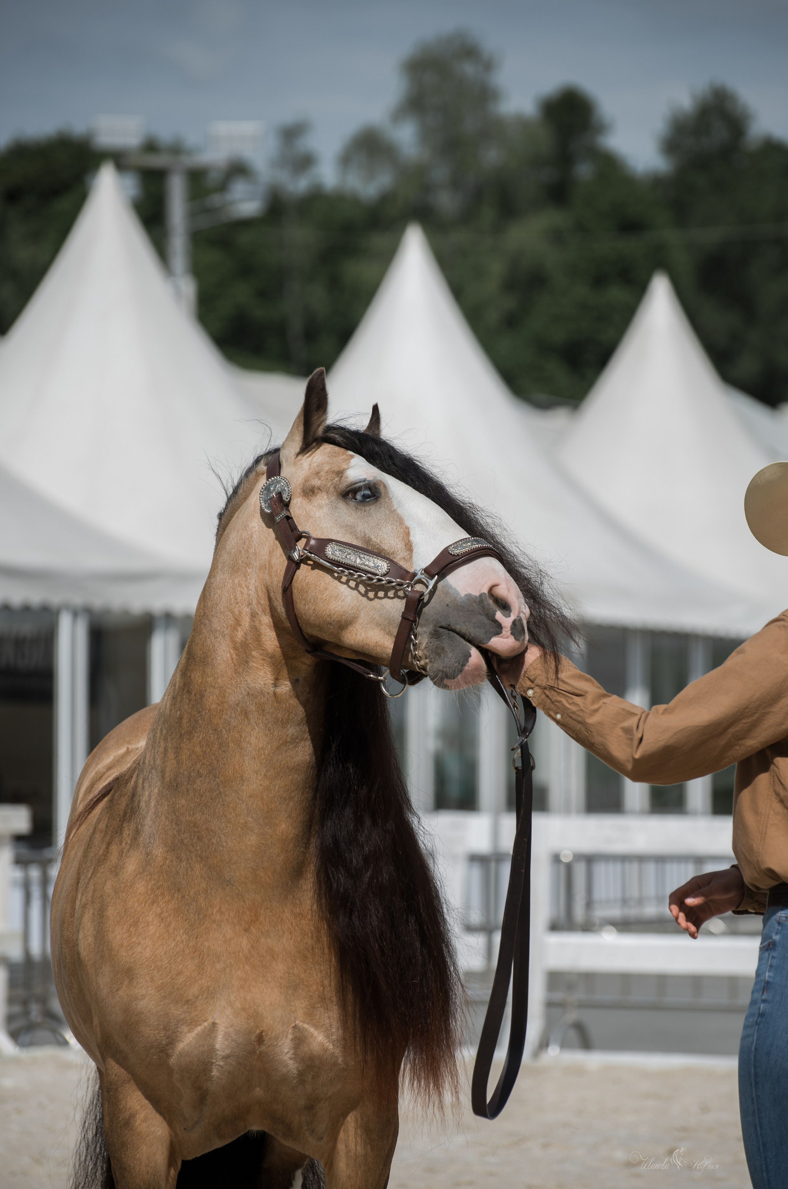 Эквирос, Москва. Конный фотограф в Саратове Юлия Иванова