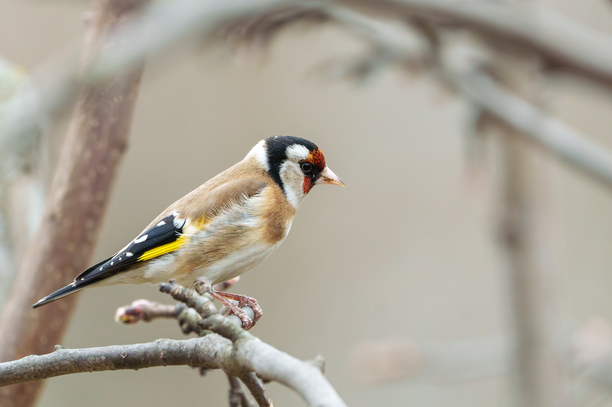 Удивительные мир птиц. Вокруг нас столько прекрасного — присмотритесь!. Ваш личный фотограф Марина Волкова
