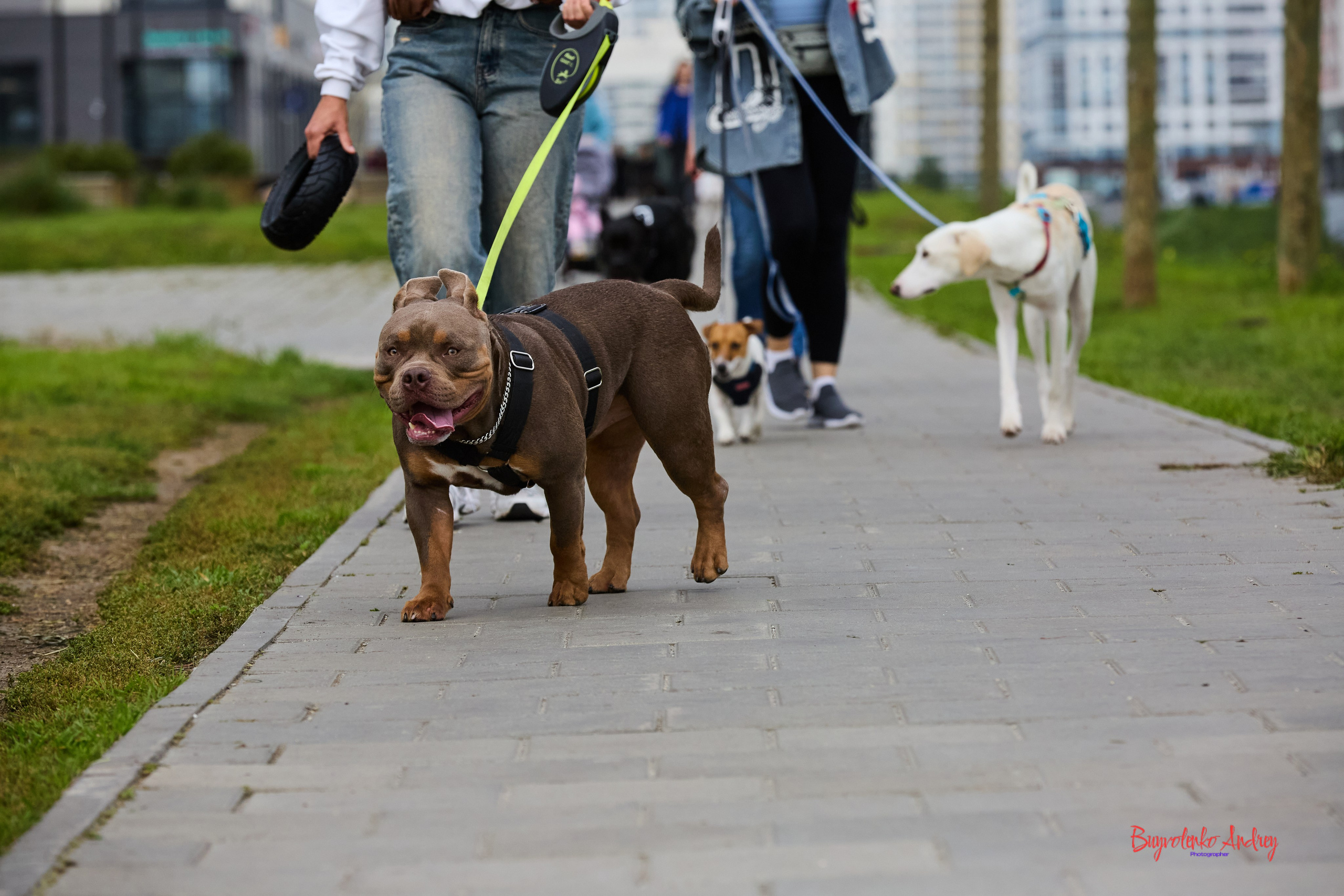 Проект фотопрогулка с хвостиком. Buyvolenko Andrey