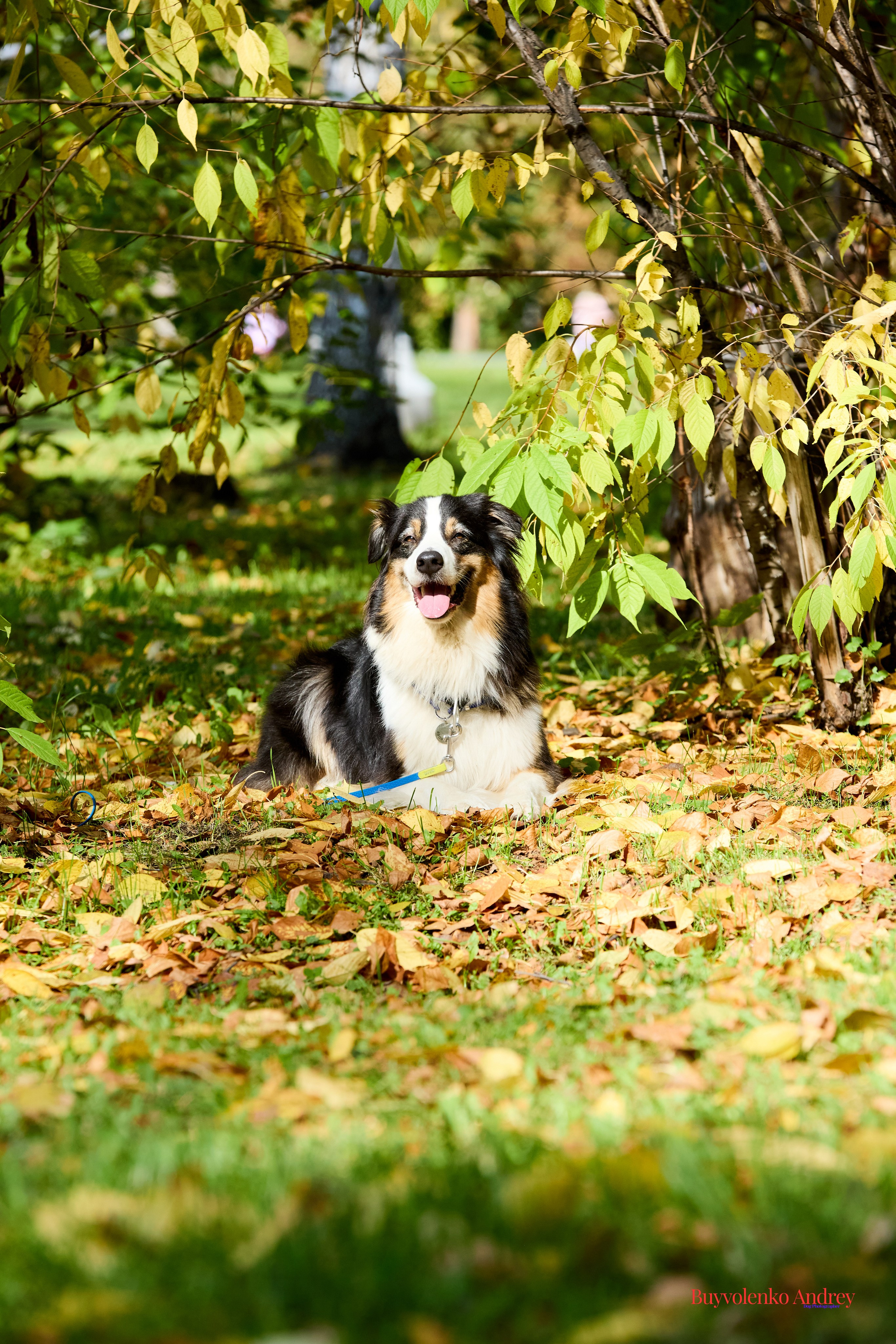 Басенджи и Аусси 21.09.2025. Buyvolenko Andrey