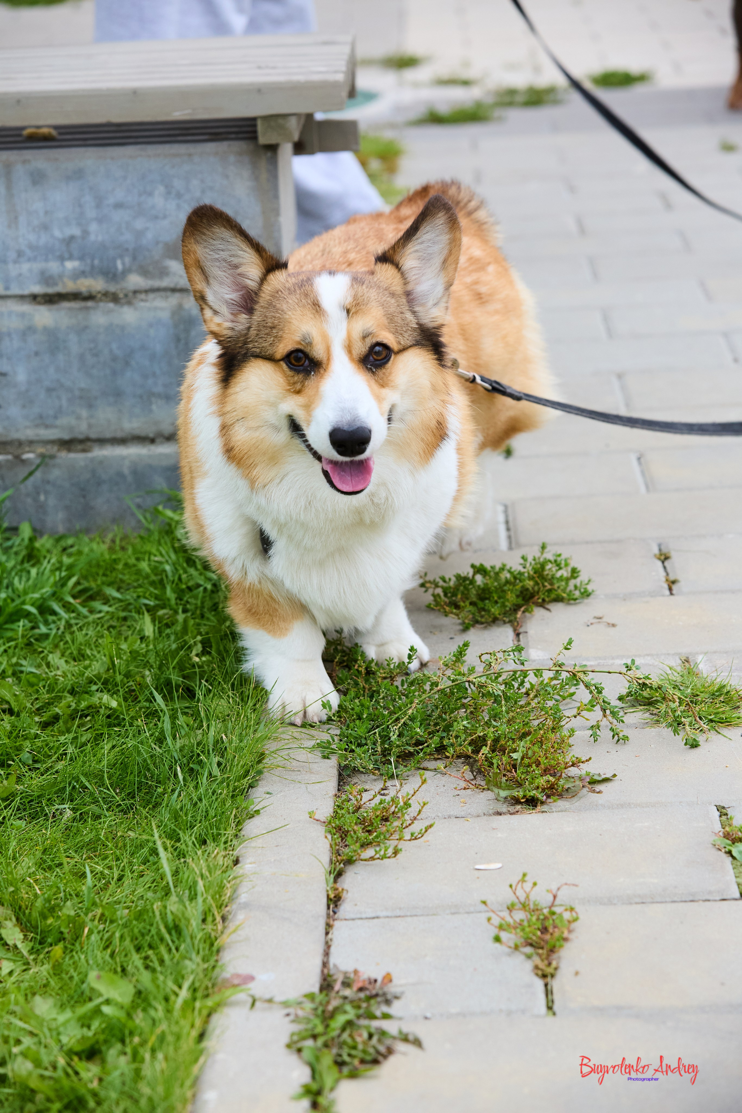 Проект фотопрогулка с хвостиком. Buyvolenko Andrey