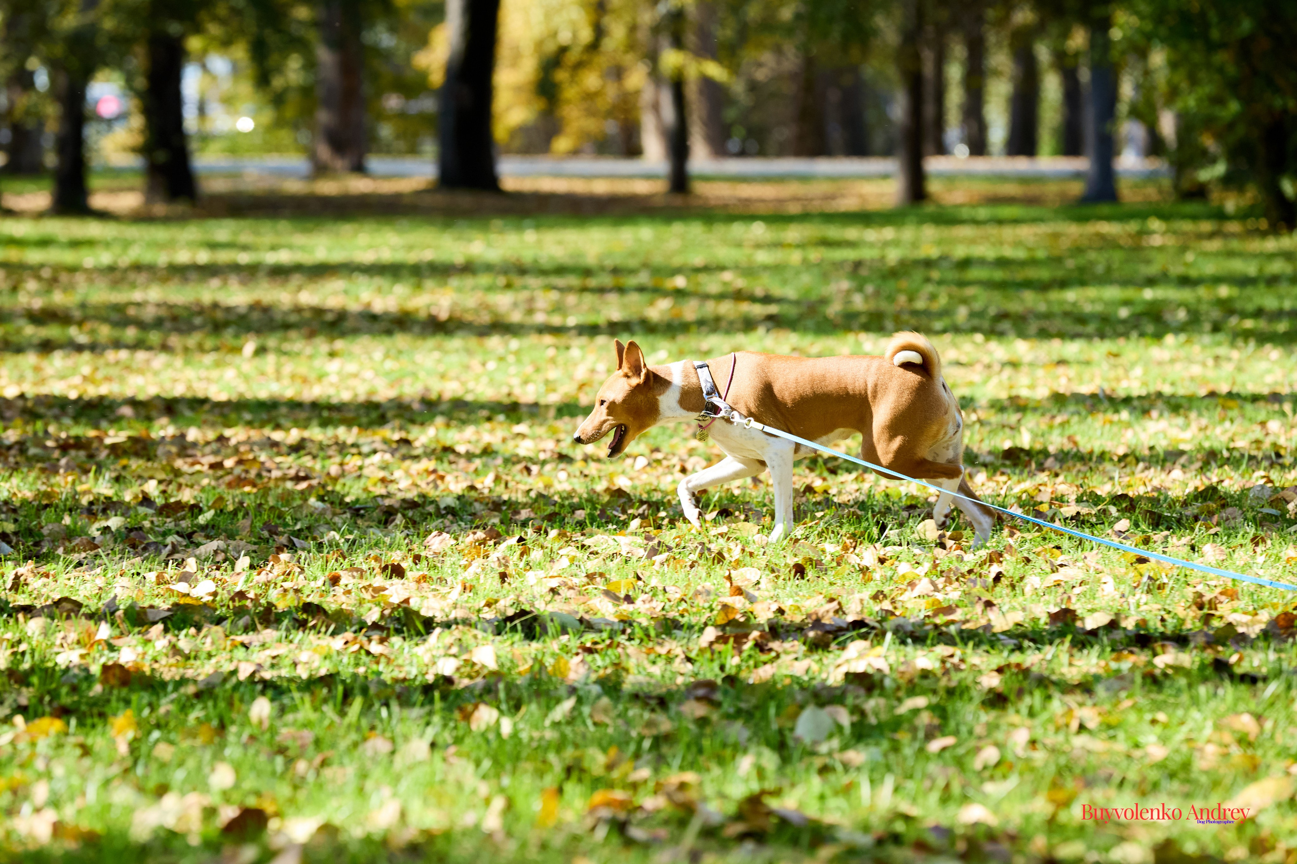Басенджи и Аусси 21.09.2025. Buyvolenko Andrey