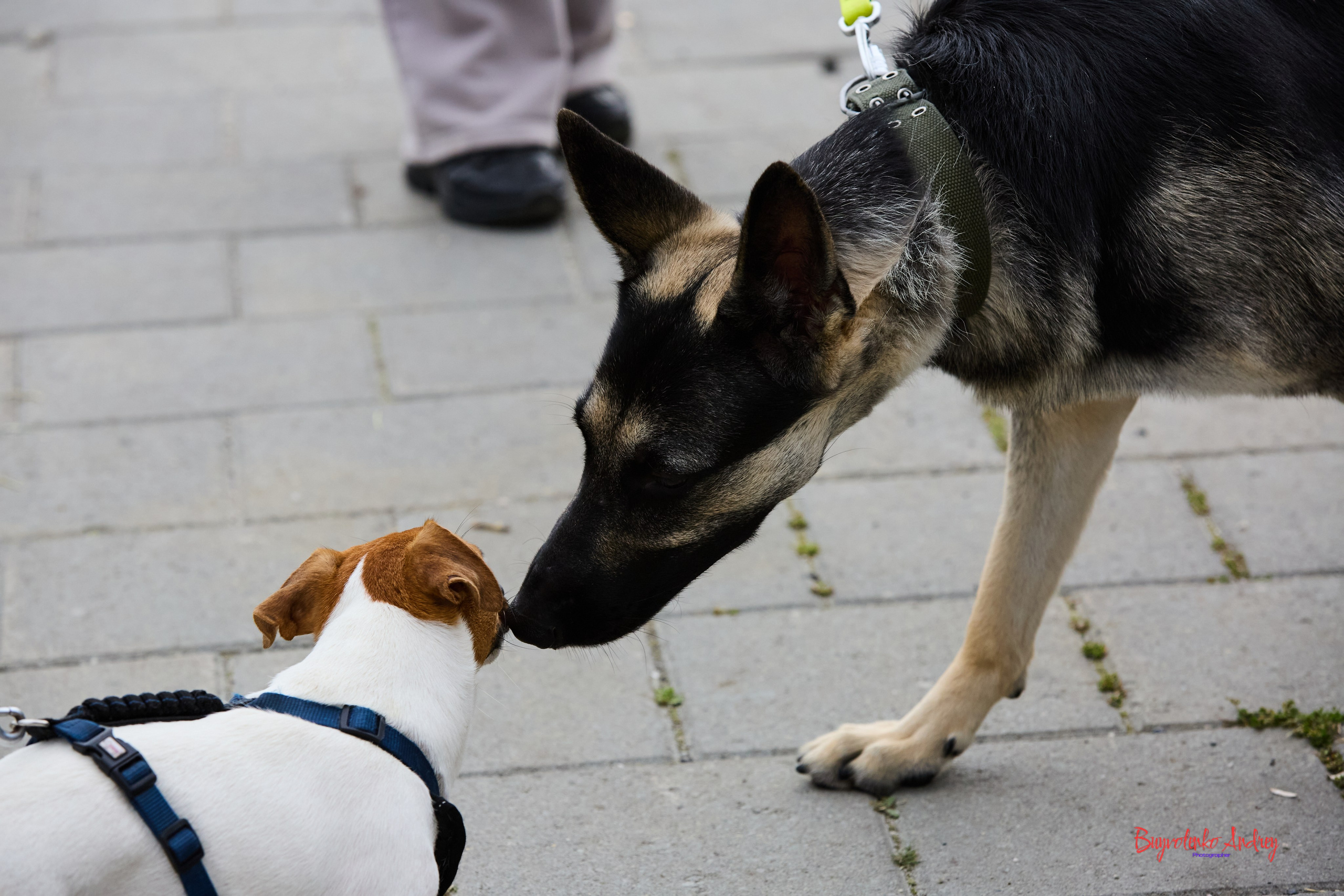 Проект фотопрогулка с хвостиком. Buyvolenko Andrey