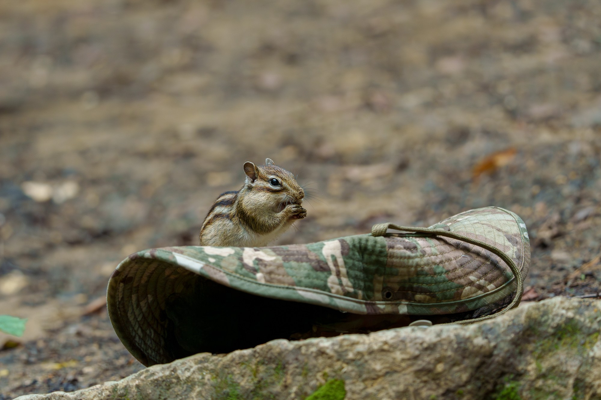 Животные. Ваш личный фотограф Марина Волкова