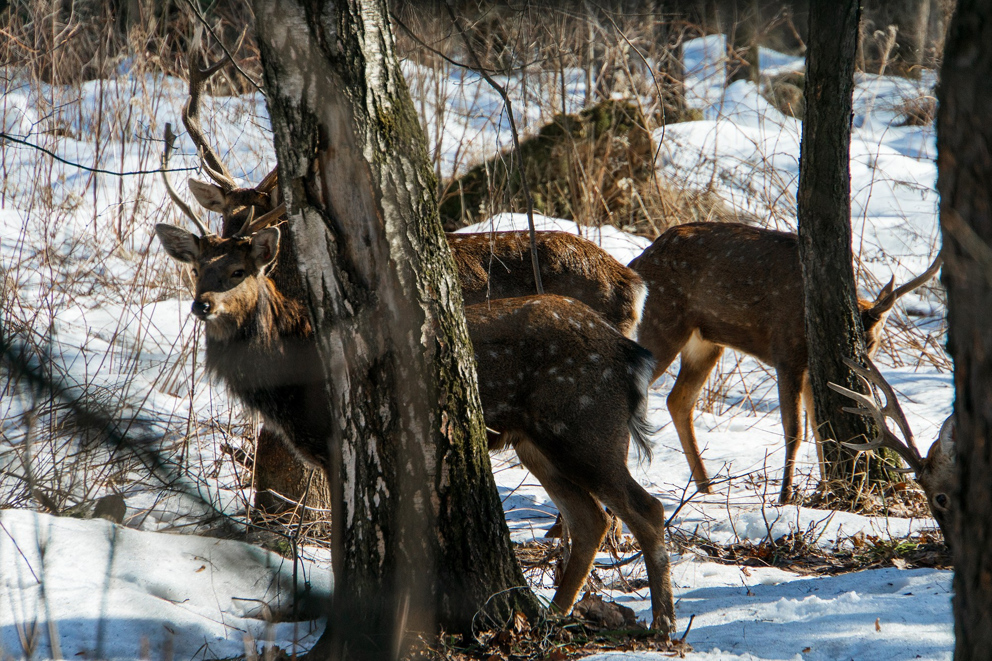 Животные. Ваш личный фотограф Марина Волкова