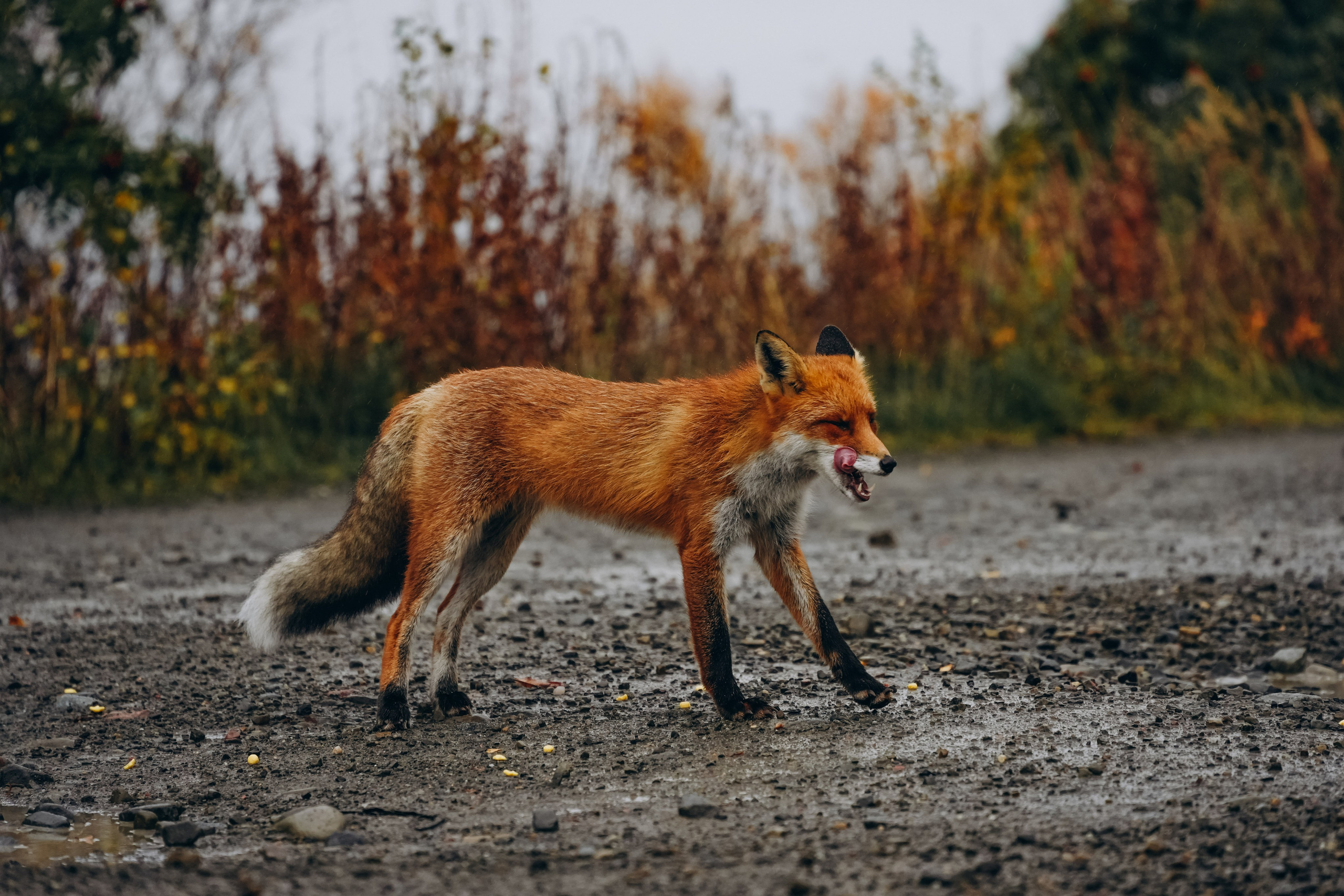 СЕВЕР. Event фотограф Степанова Александра