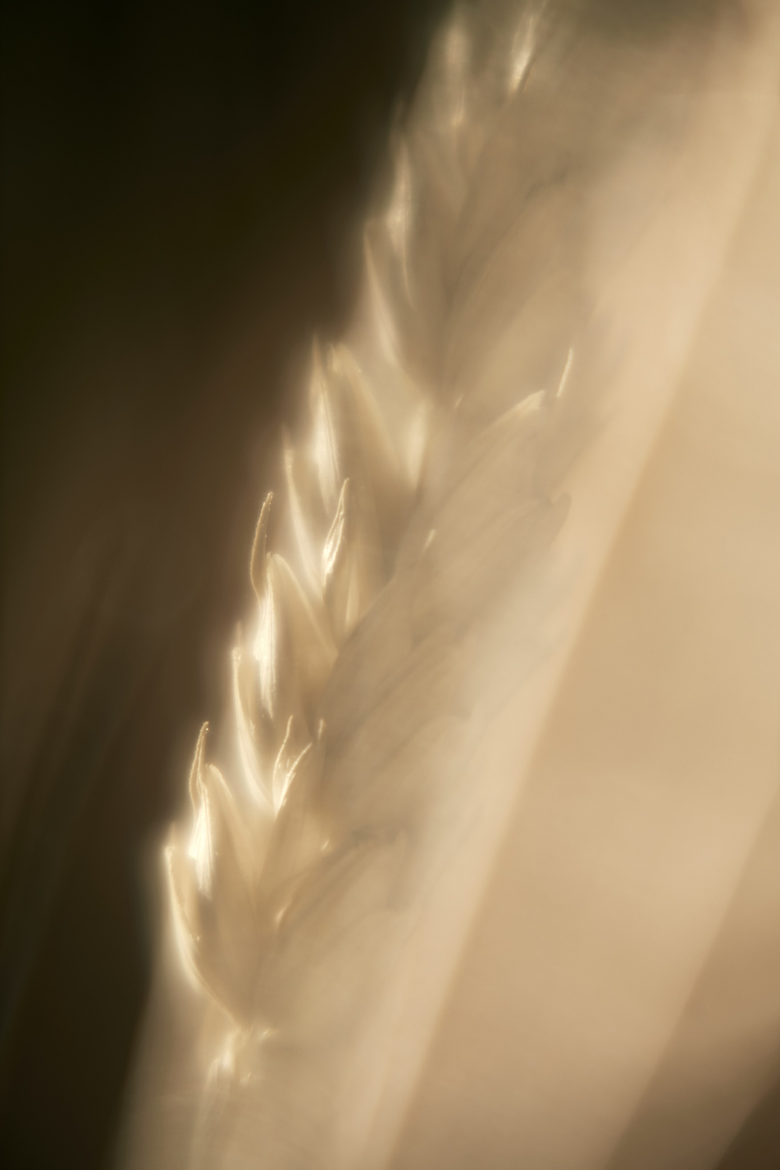 Макро-абстракция «Эфемерность» | Лимитированная серия. Sandra Marselly | Абстрактная Макро-Фотография