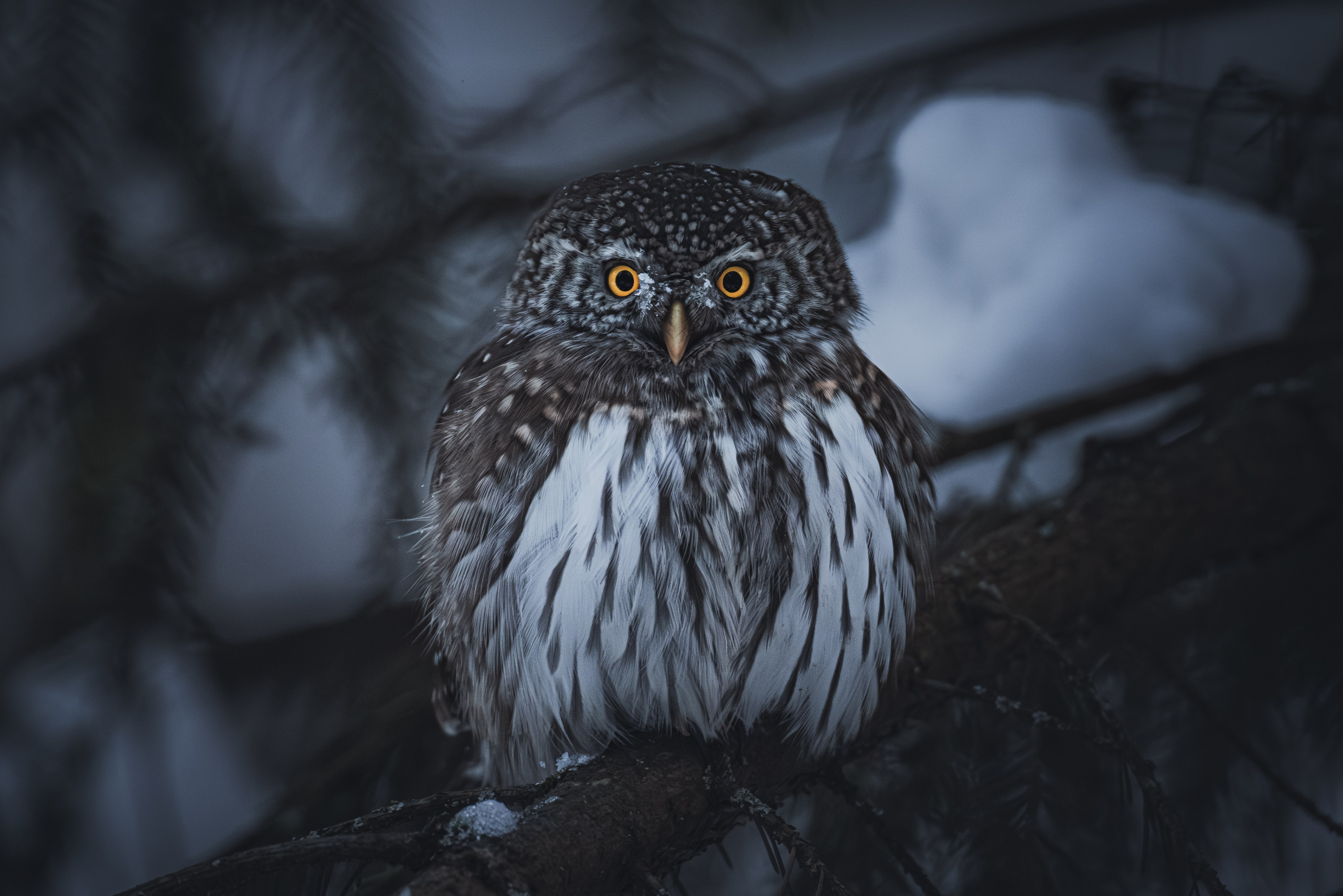 Photographer Kirill Sergeev | Moscow