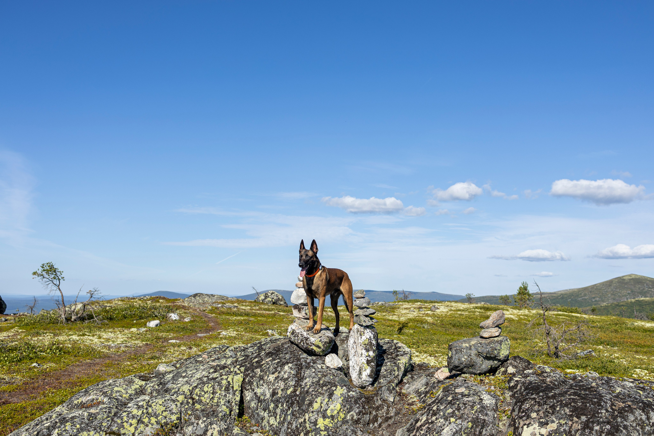 Горы. Фотограф-анималист Анна Маринич