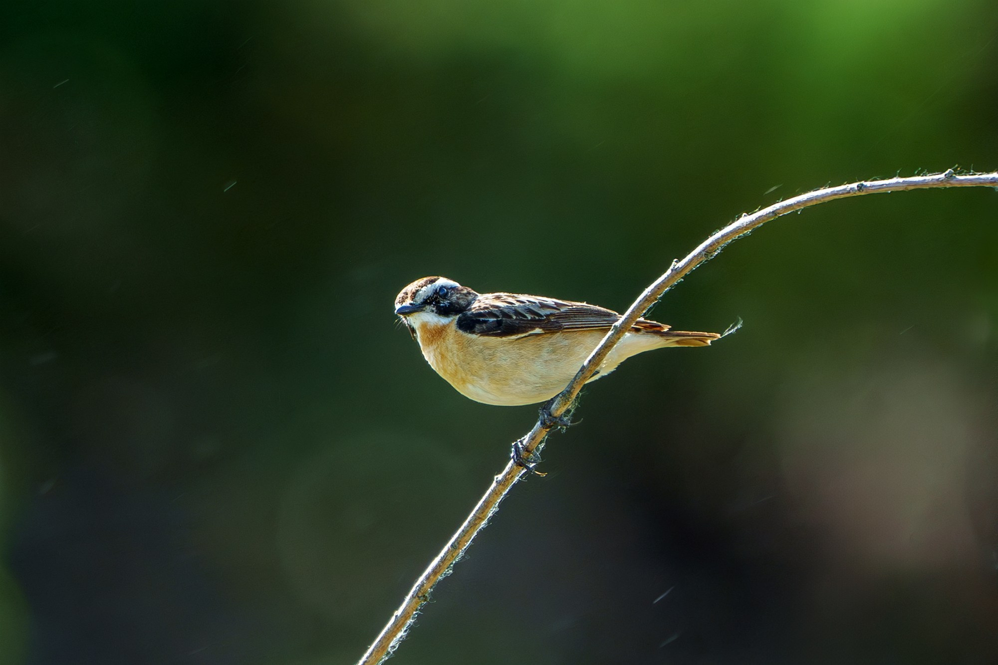 Удивительные мир птиц. Вокруг нас столько прекрасного — присмотритесь!. Ваш личный фотограф Марина Волкова