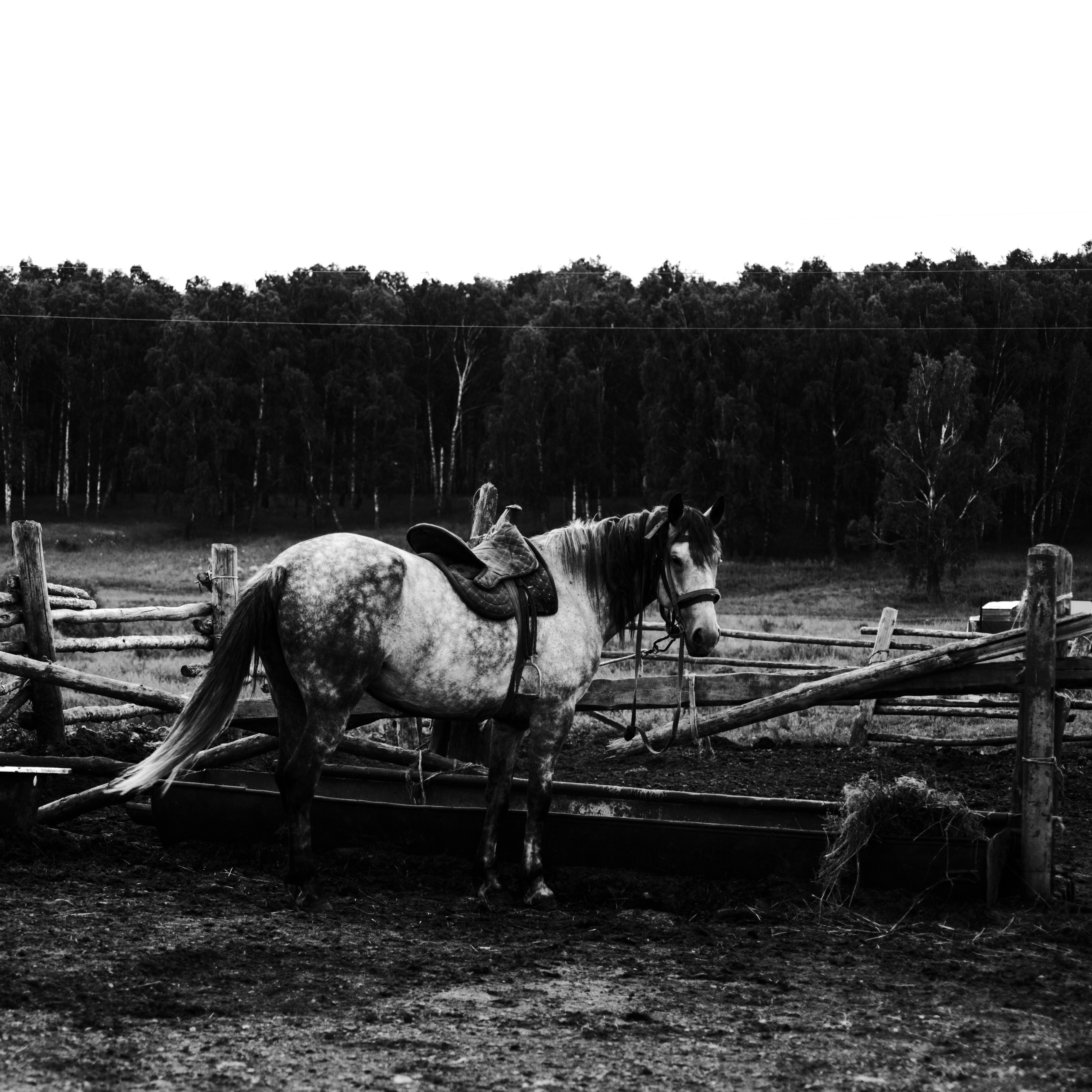 Natural Noir. Whoii art