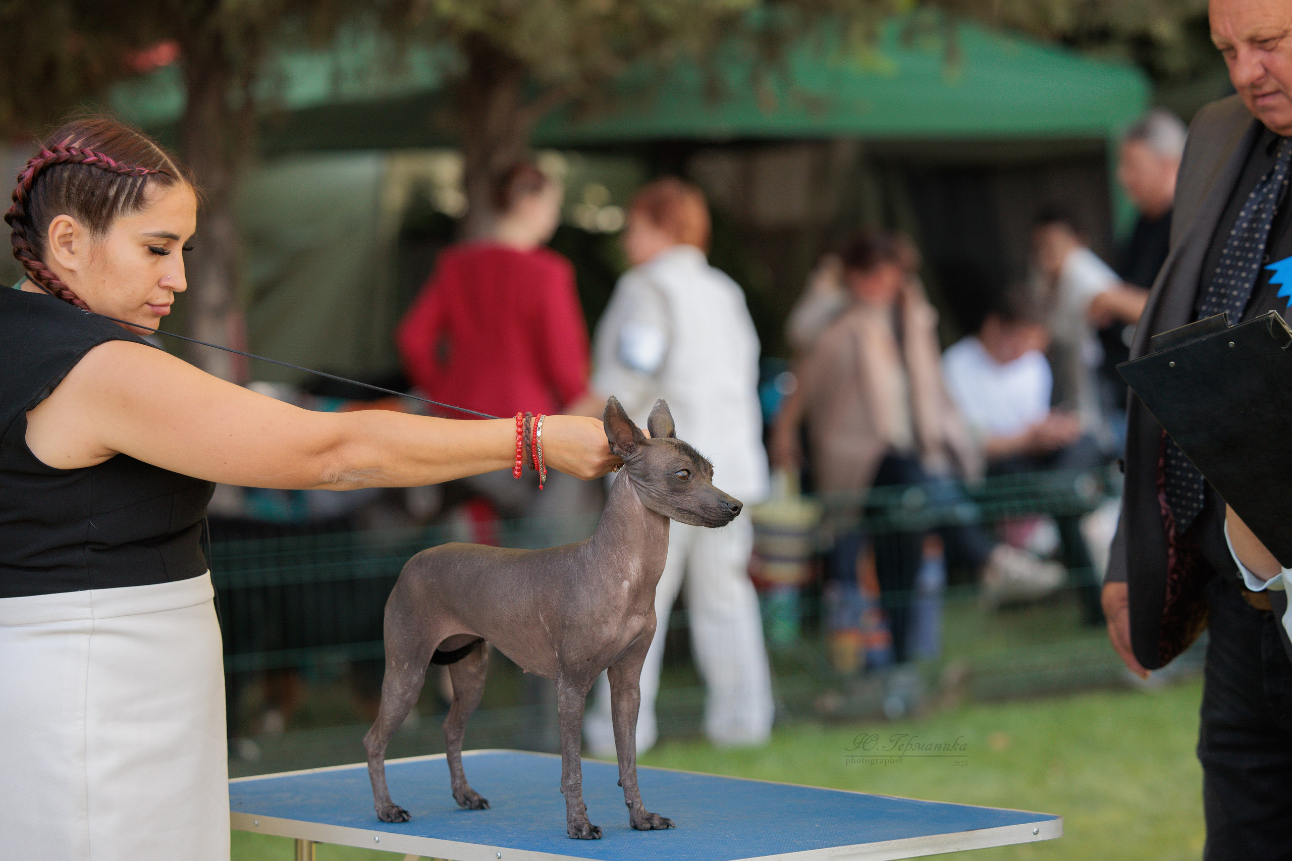 Бишкек 3х CACIB 26-28.09.2025. Фотограф-анималист Юлия Германика
