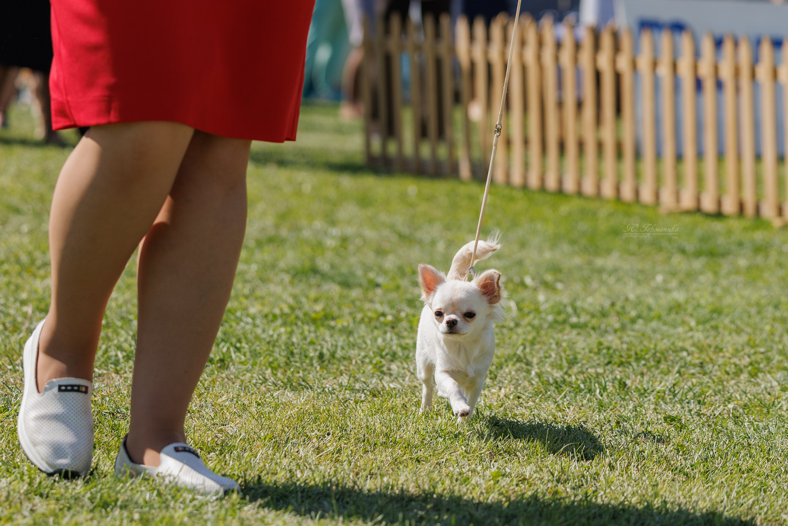 Ереван 14-16.10.2025. Фотограф-анималист Юлия Германика