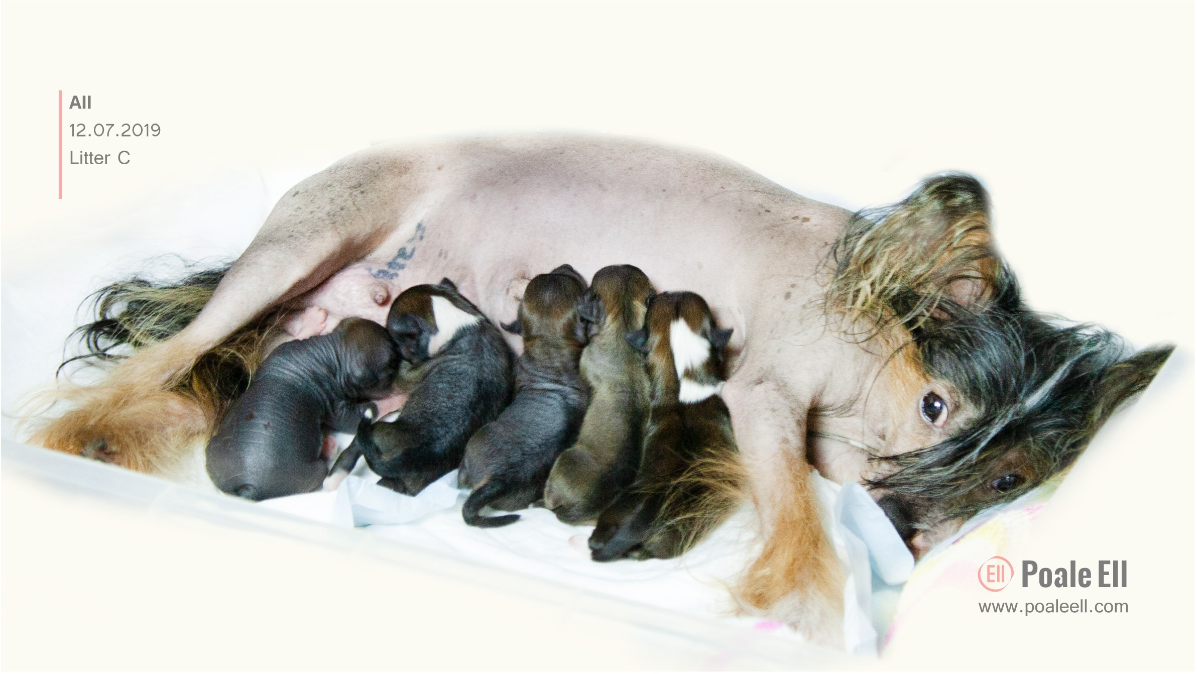 Litter C. Chinese Crested Dog Kennel Poale Ell