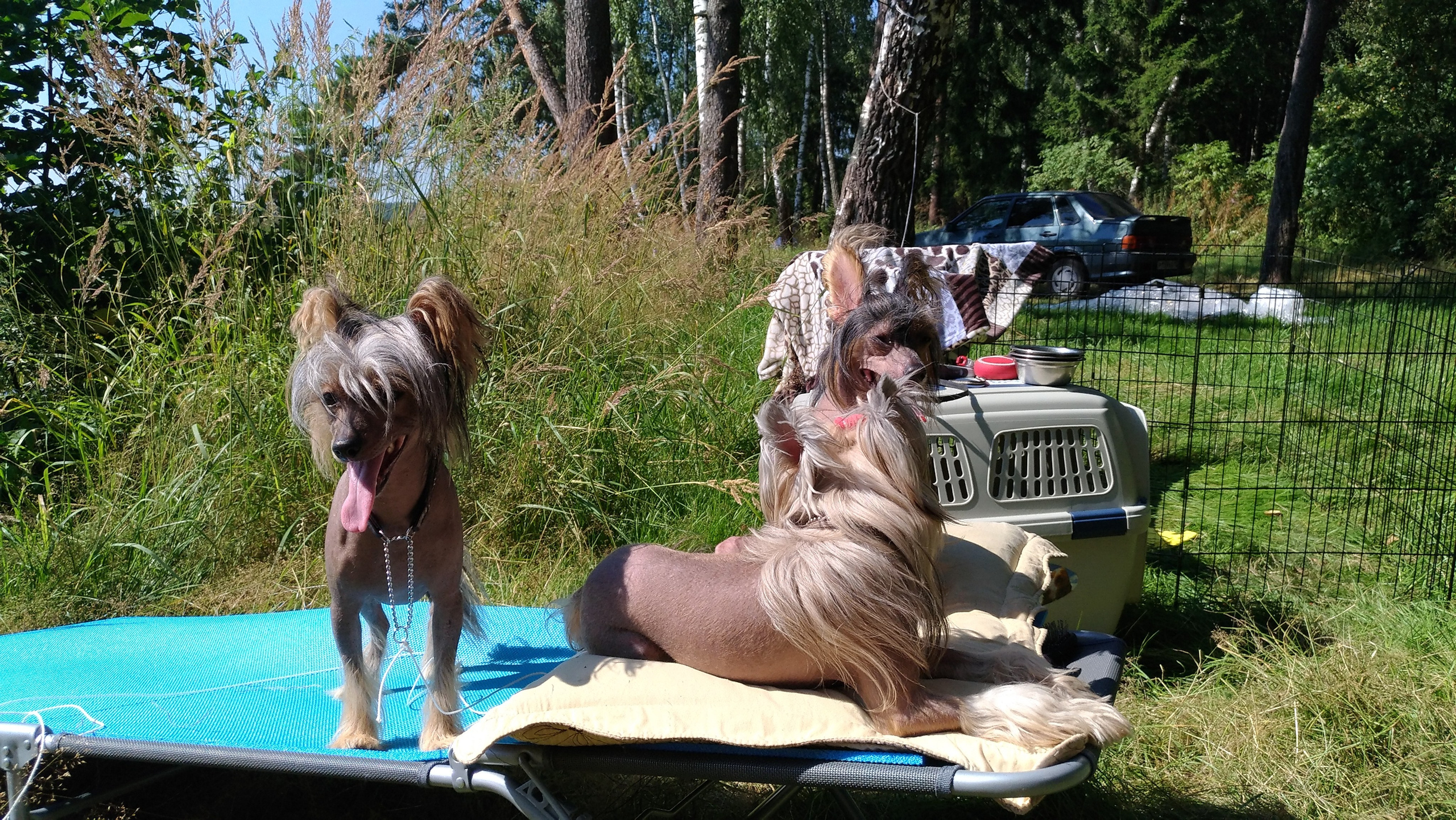 Hike to Konakovo. Poale Ell Chinese Crested Dog Kennel: Buy a puppy from the kennel