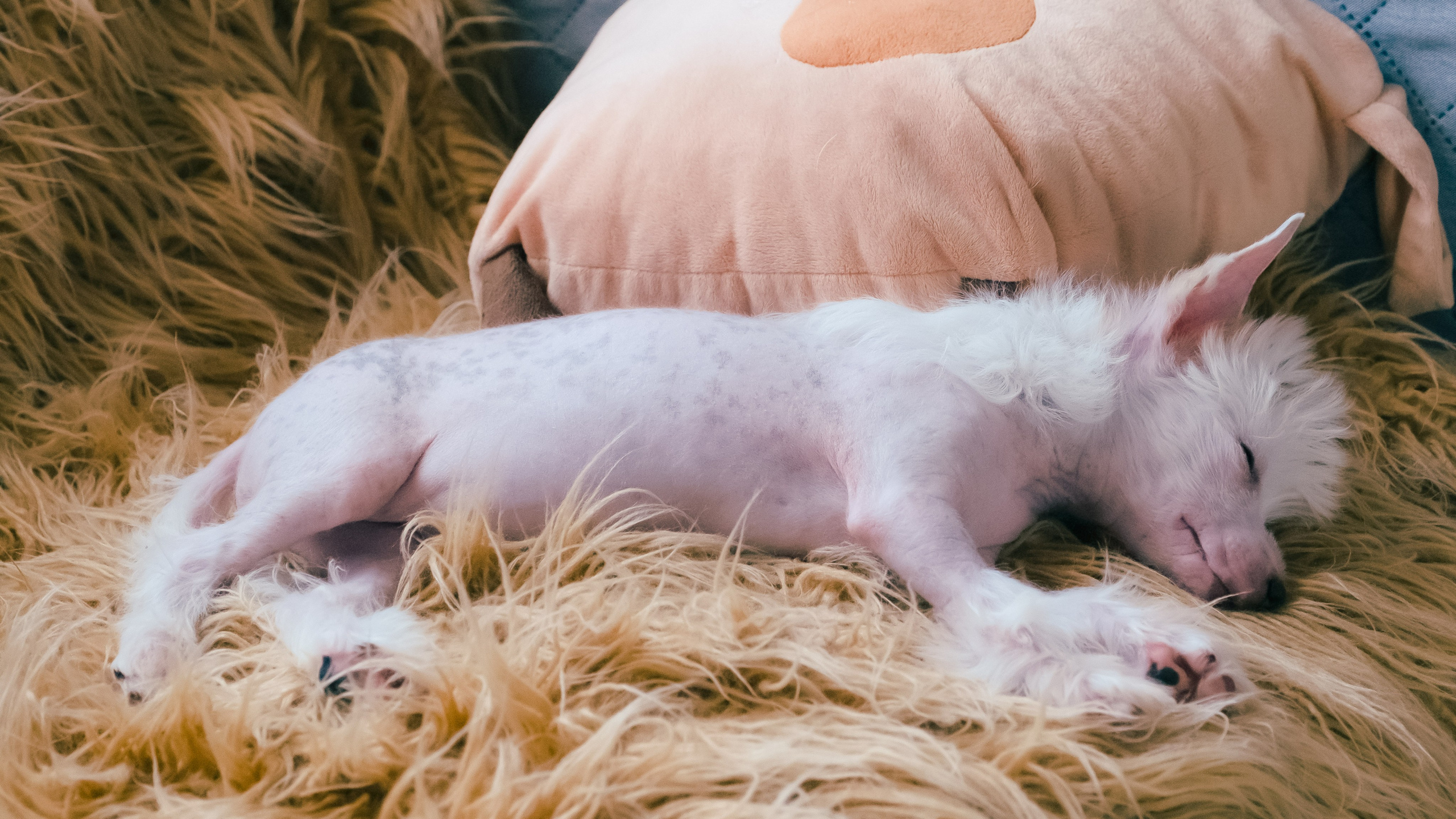 В гостях у питомника Show Galaktika. Питомник китайских хохлатых собак Poale Ell: купить щенка в питомнике