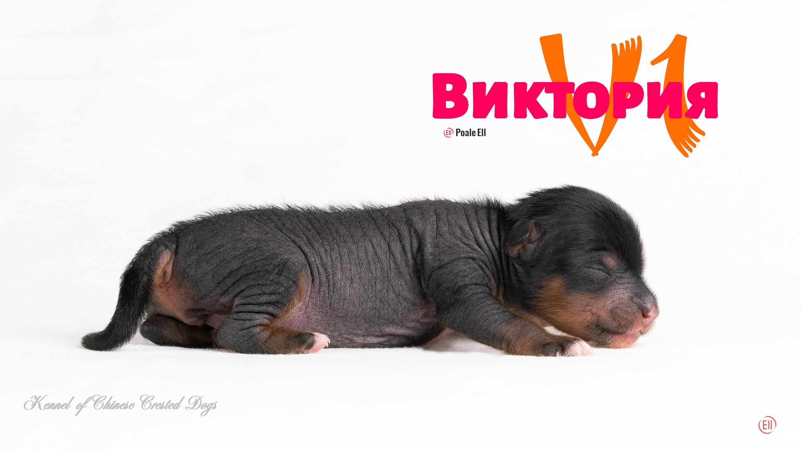 Помёт V. Питомник китайских хохлатых собак Poale Ell: купить щенка