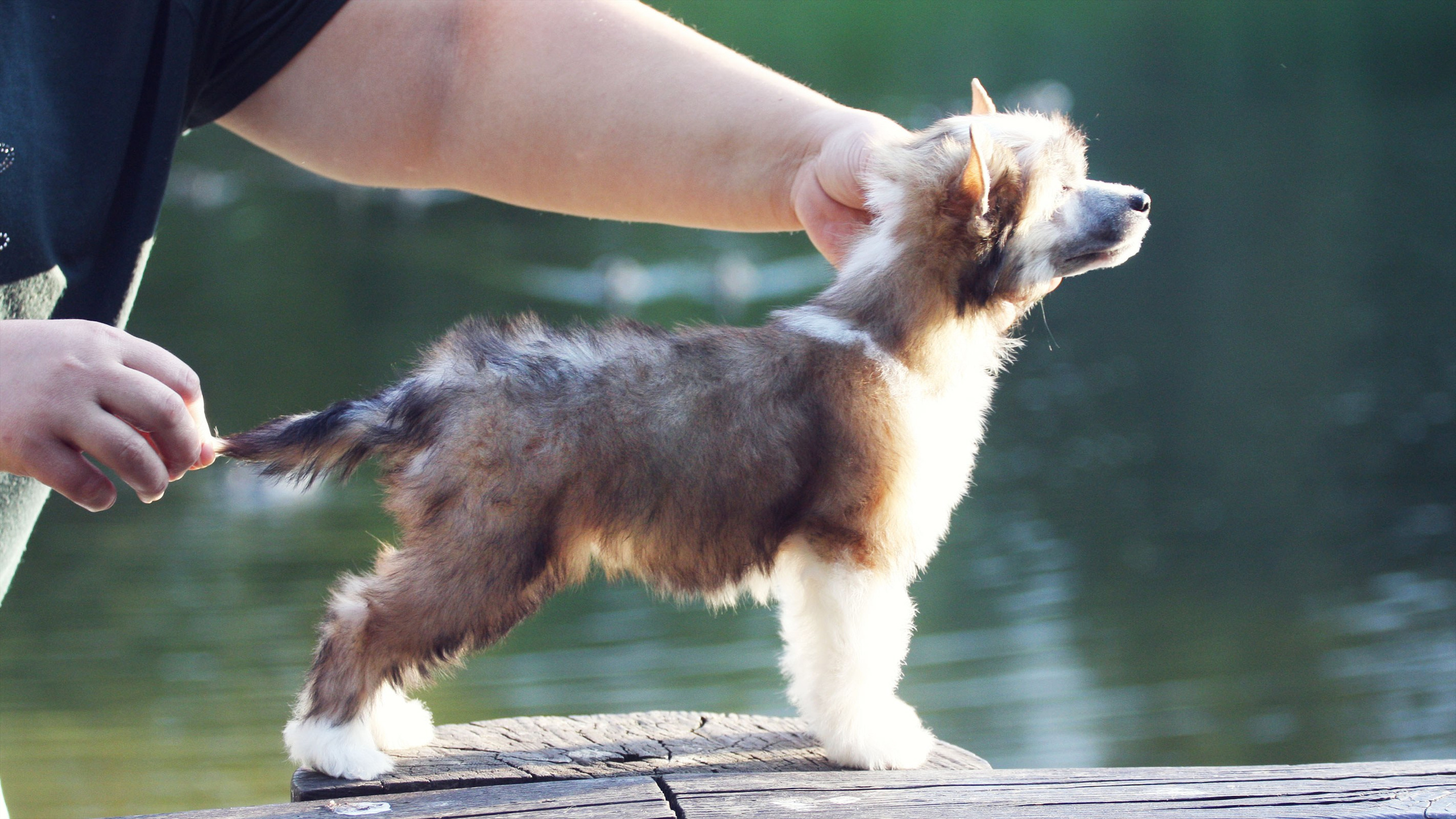 Litter C. Chinese Crested Dog Kennel Poale Ell