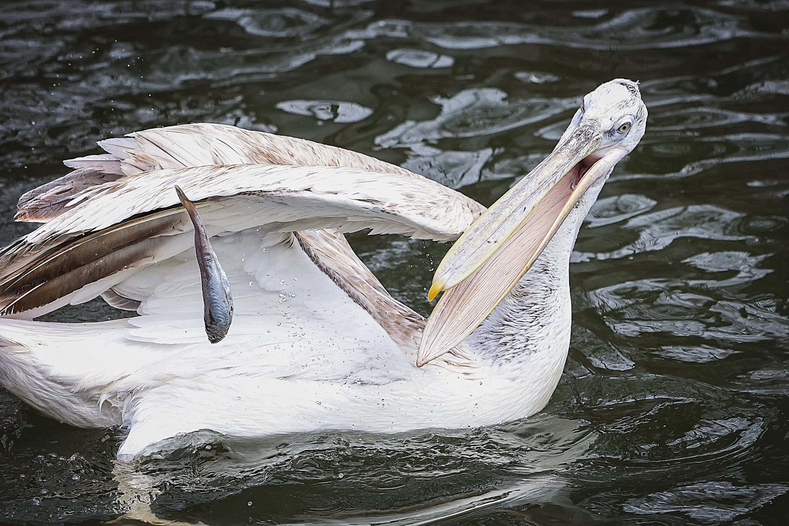 Зоопарк Малинки. Фотограф-АниМалист Анна Абрамова