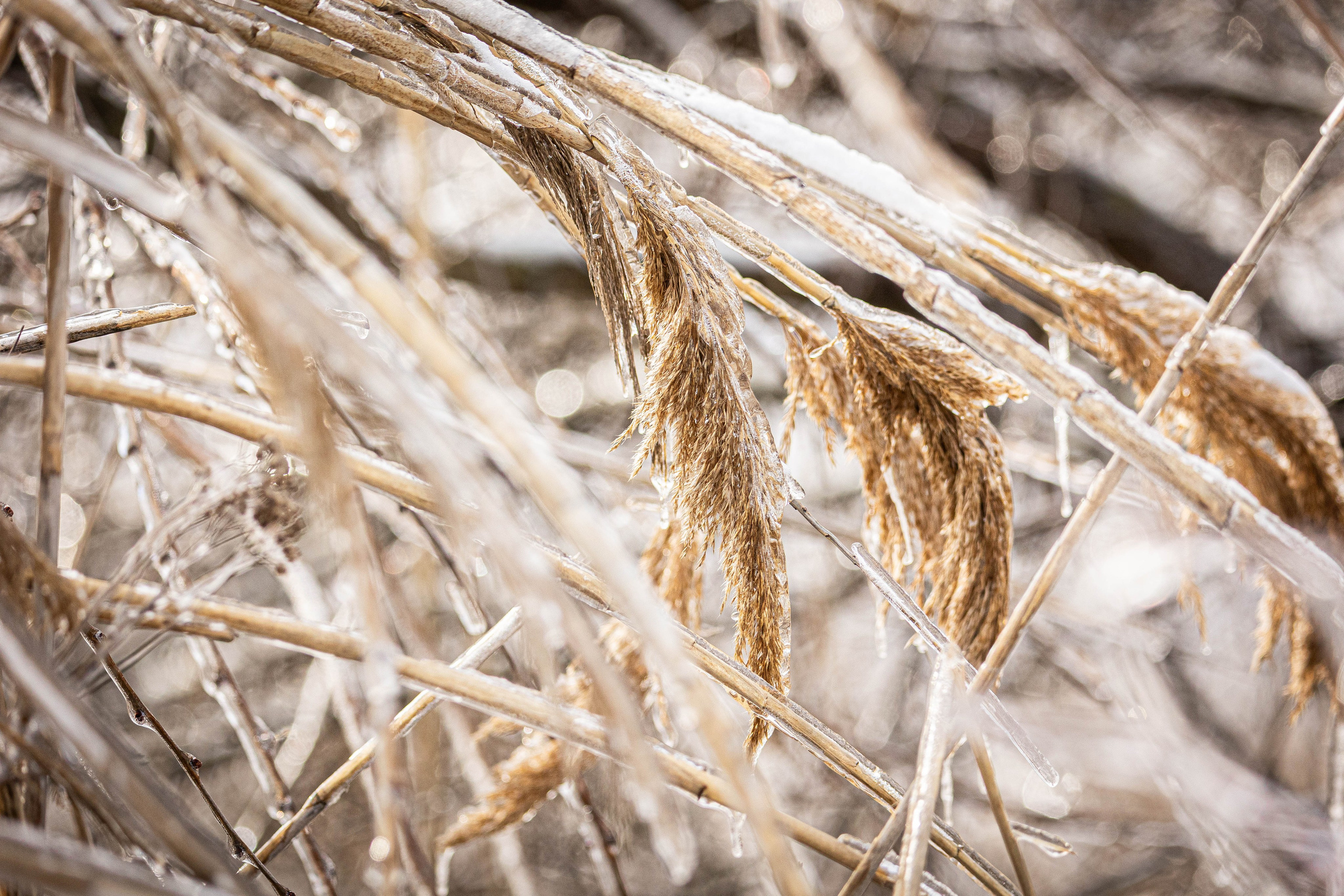 Дикий животный мир. Фотограф-АниМалист Анна Абрамова