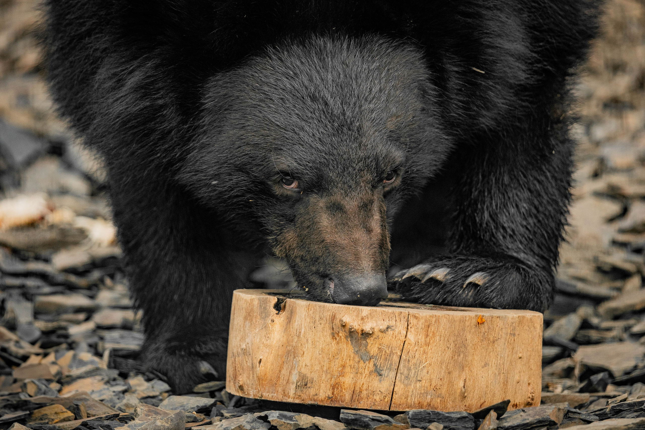 Парк Малинки 2026