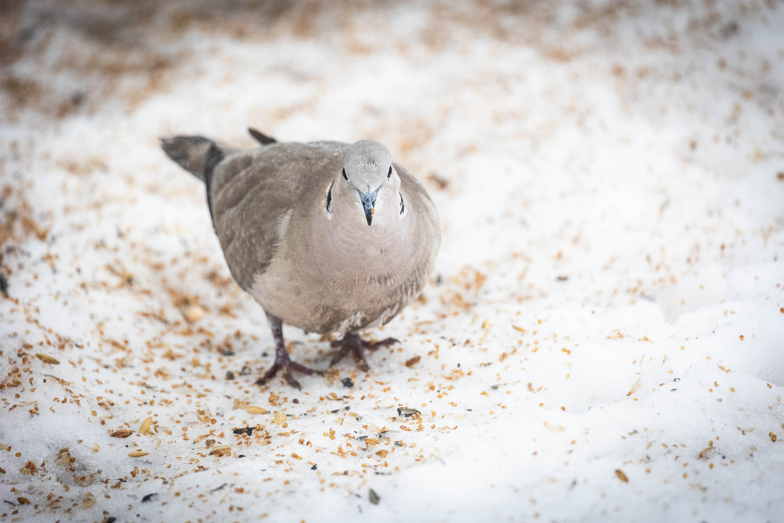 Дикий животный мир. Фотограф-АниМалист Анна Абрамова