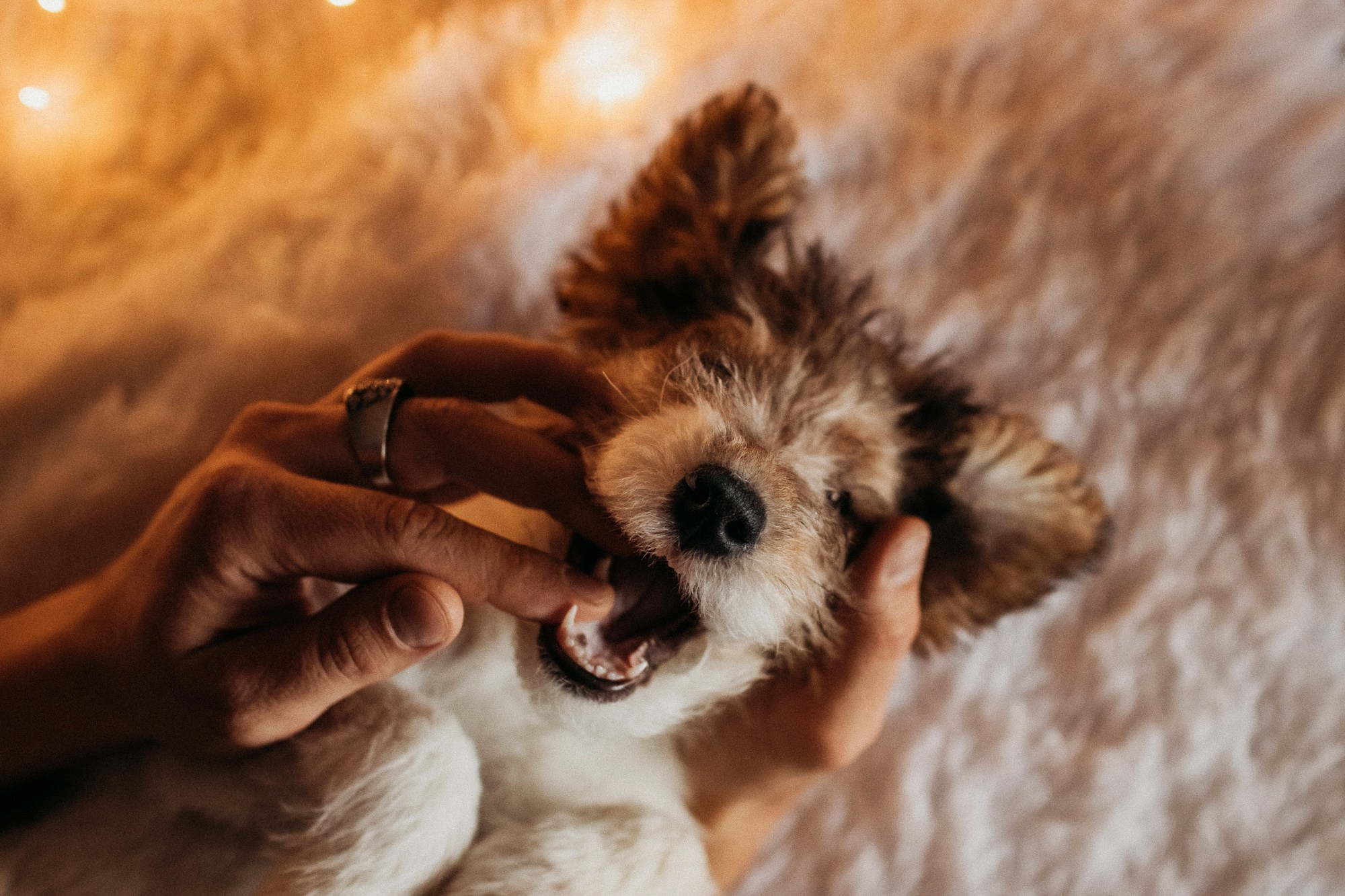 Ребята и фоксы. Фотограф Наталья Потапова