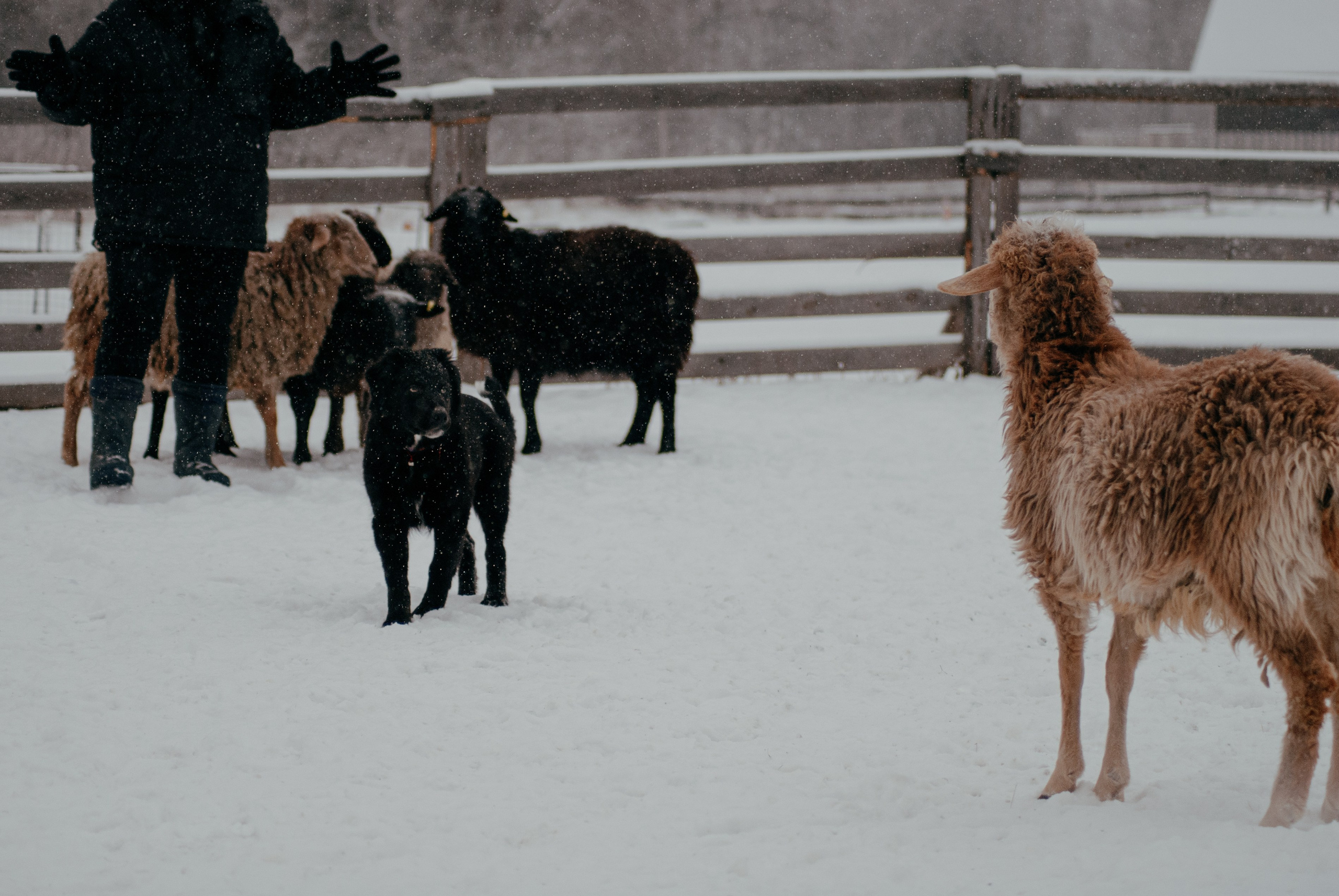 Пастьба. Фотограф в Тюмени Лизавета Сапицкая